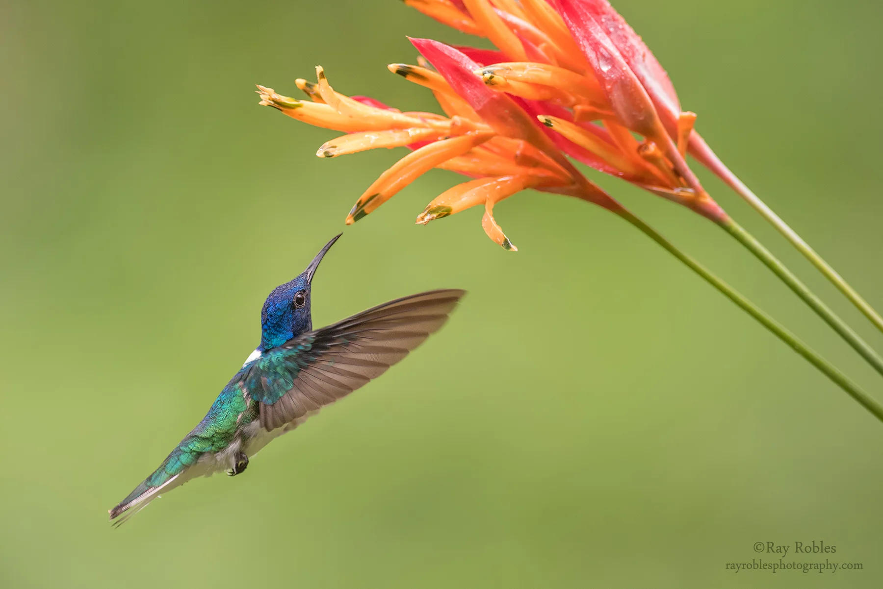 White-necked Jacobin