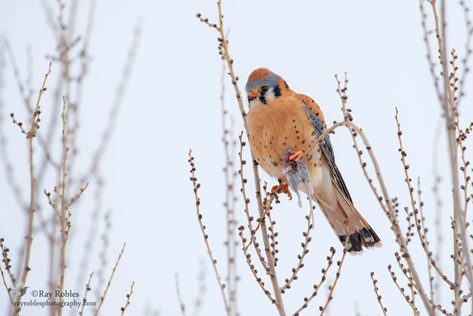 American Kestrel