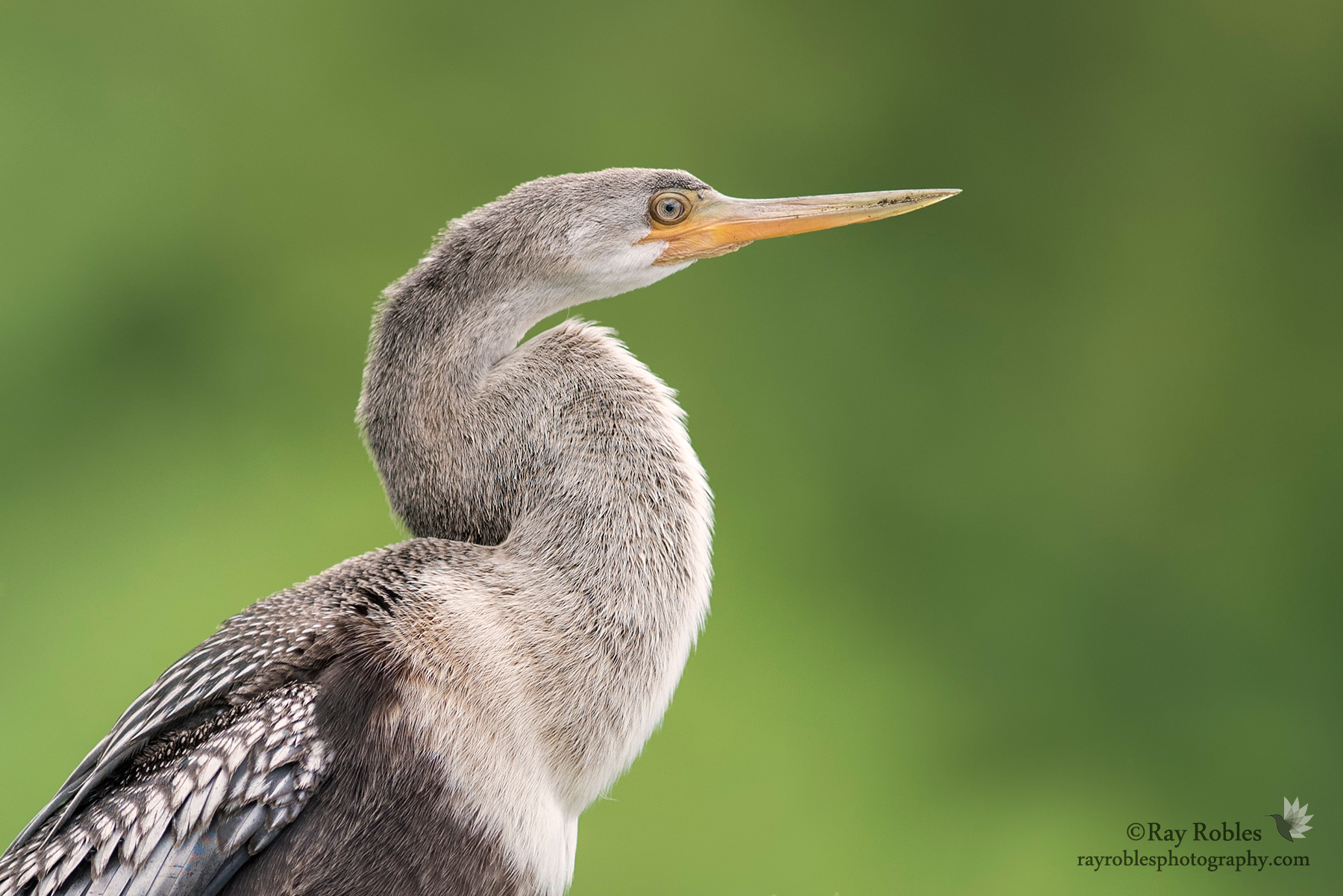 Anhinga (11).jpg