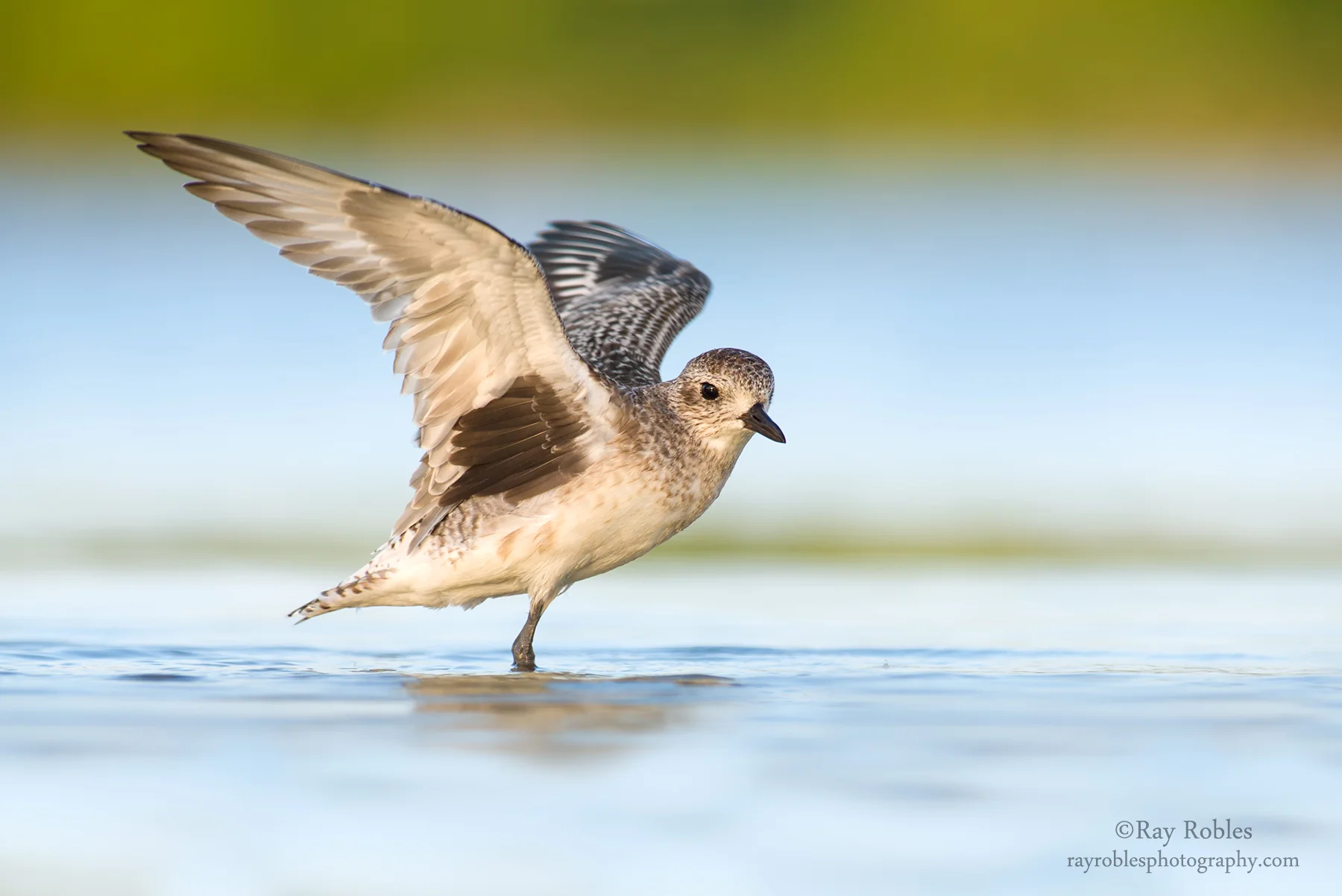 Black-bellied Plover (5).jpg