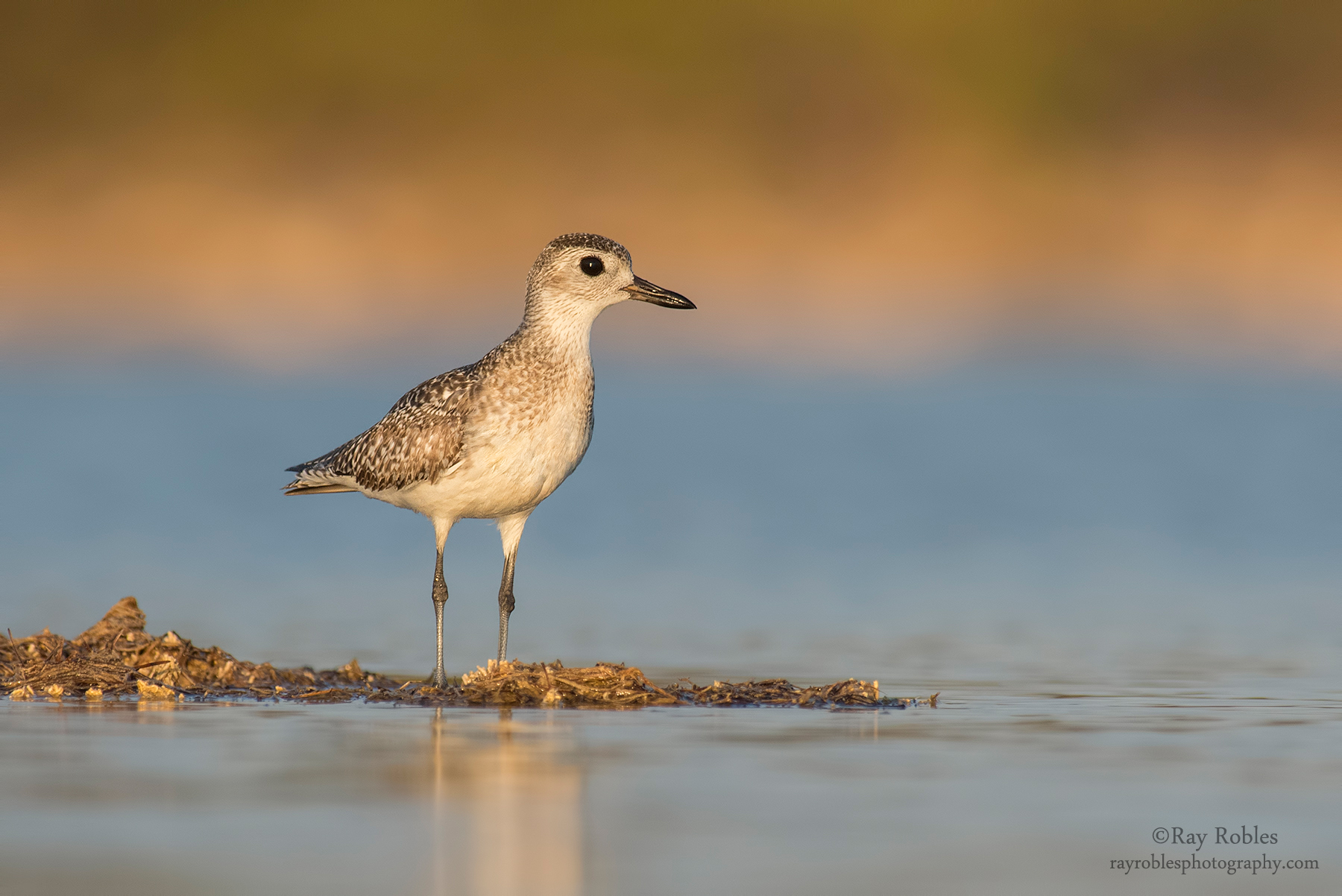 Black-bellied Plover (8).jpg