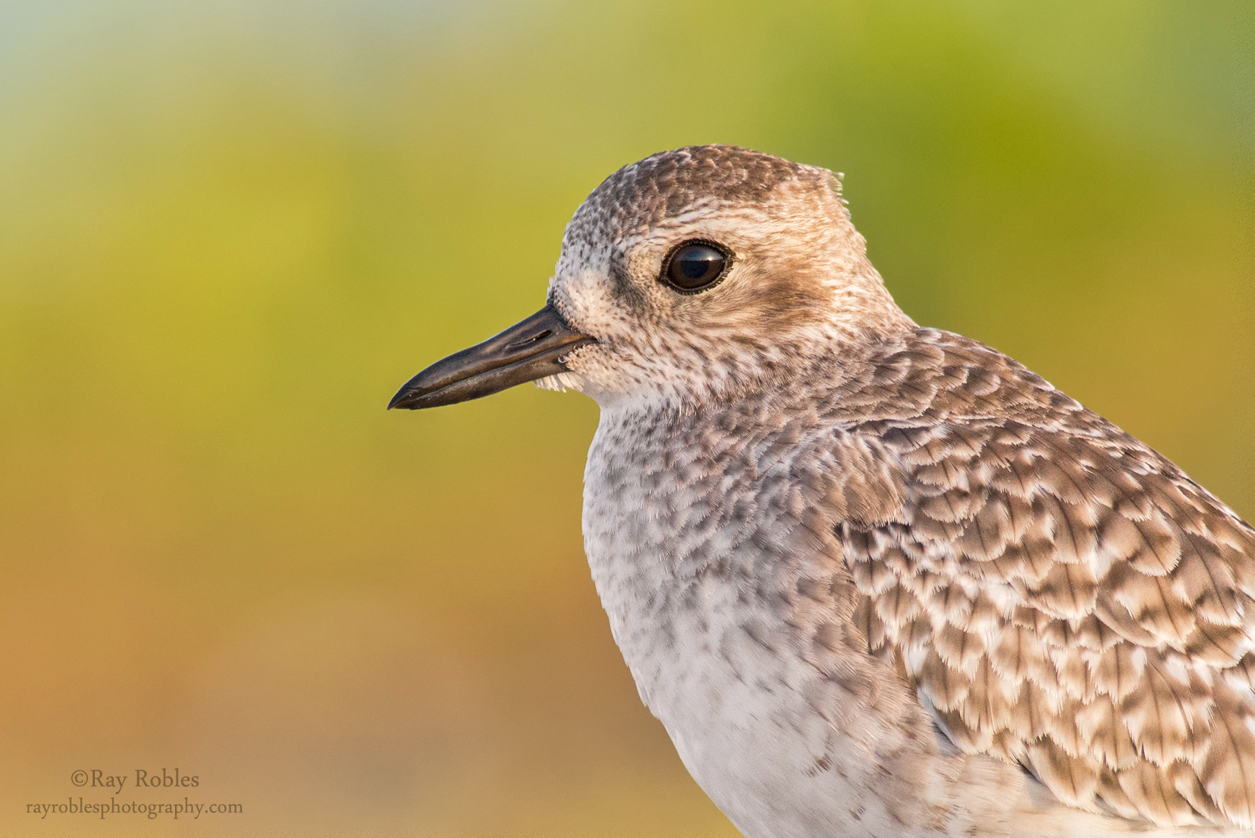 Black-bellied Plover (4).jpg