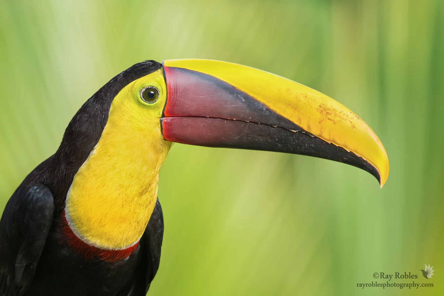 Black-mandibled Toucan (3).jpg