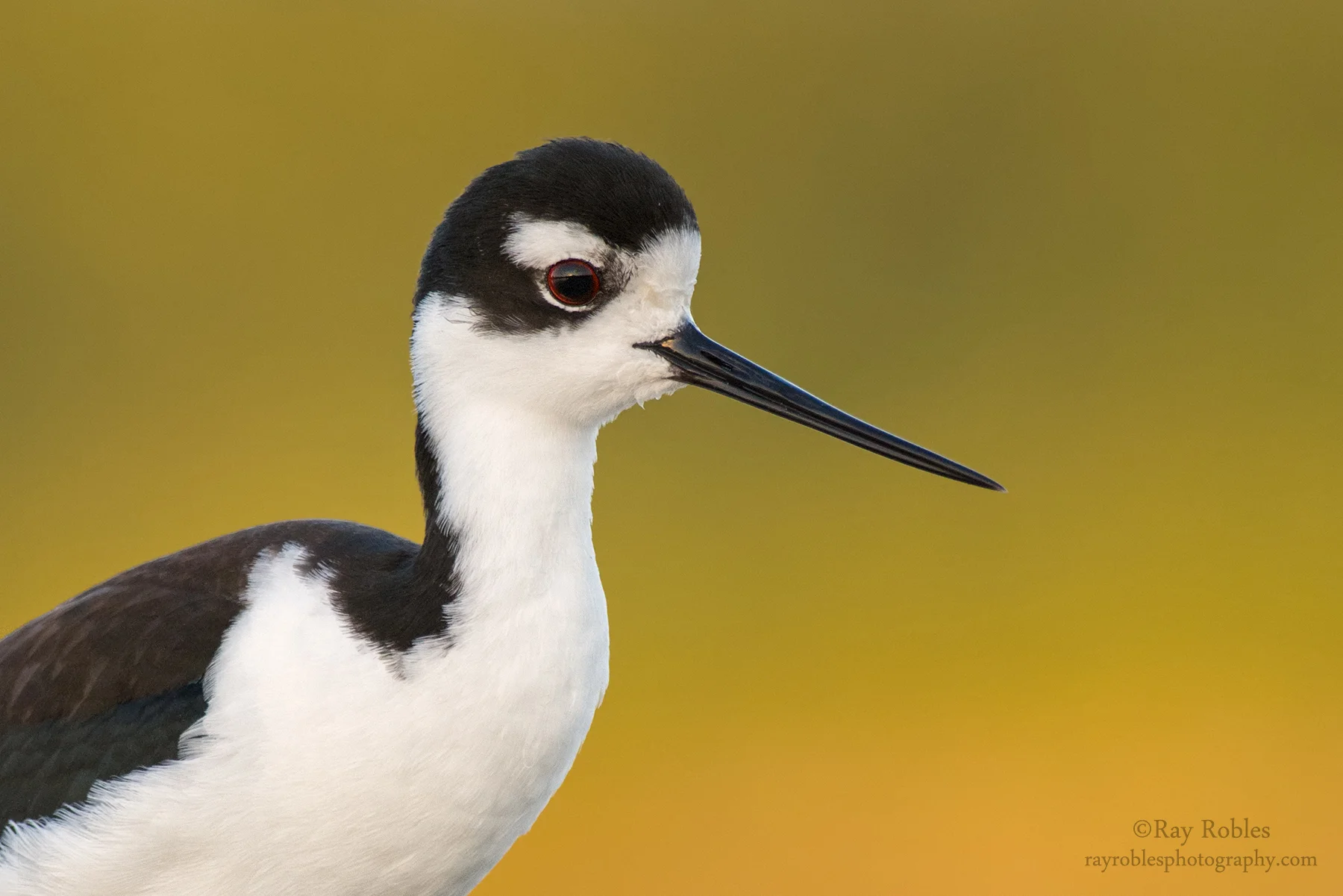 Black-Necked Stilt (12).jpg