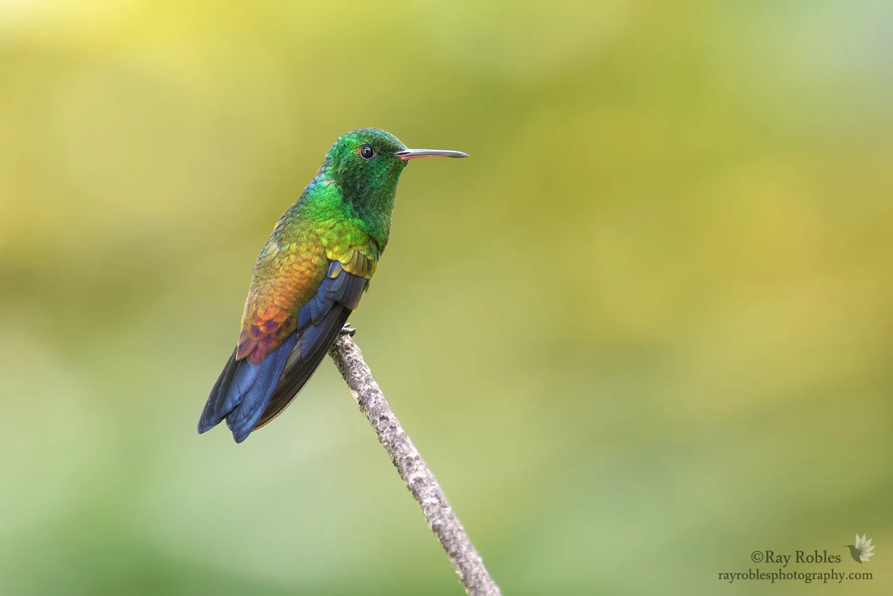 Copper-rumped Hummingbird.jpg