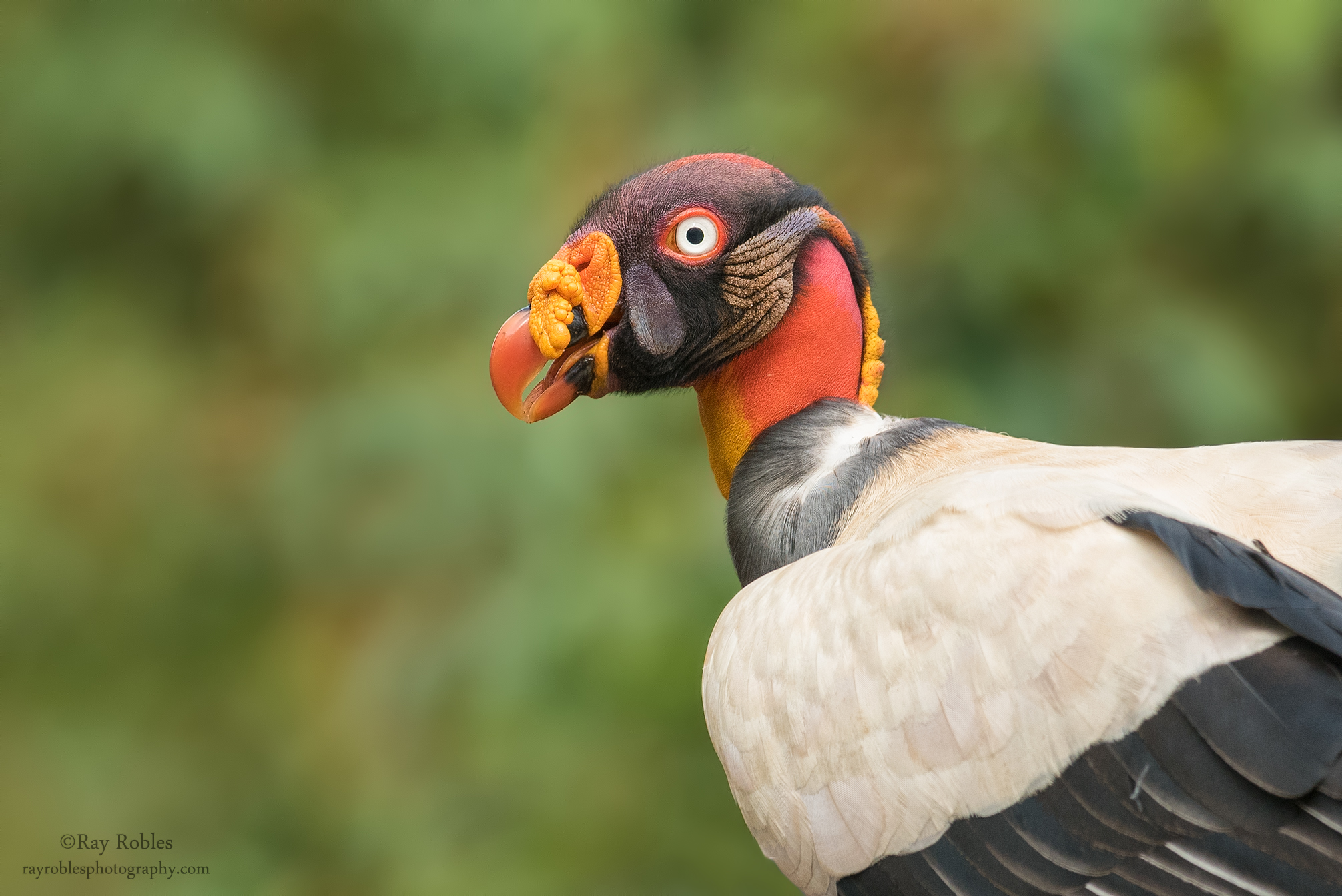 King Vulture.jpg