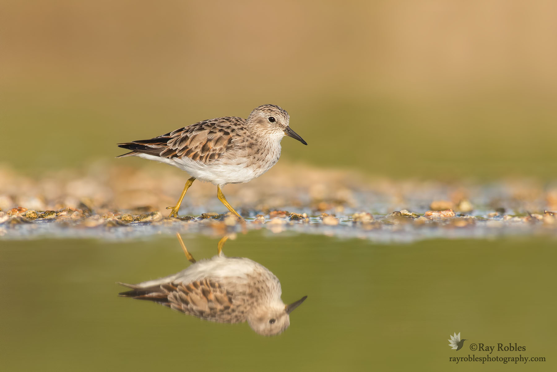 Least Sandpiper (9).jpg