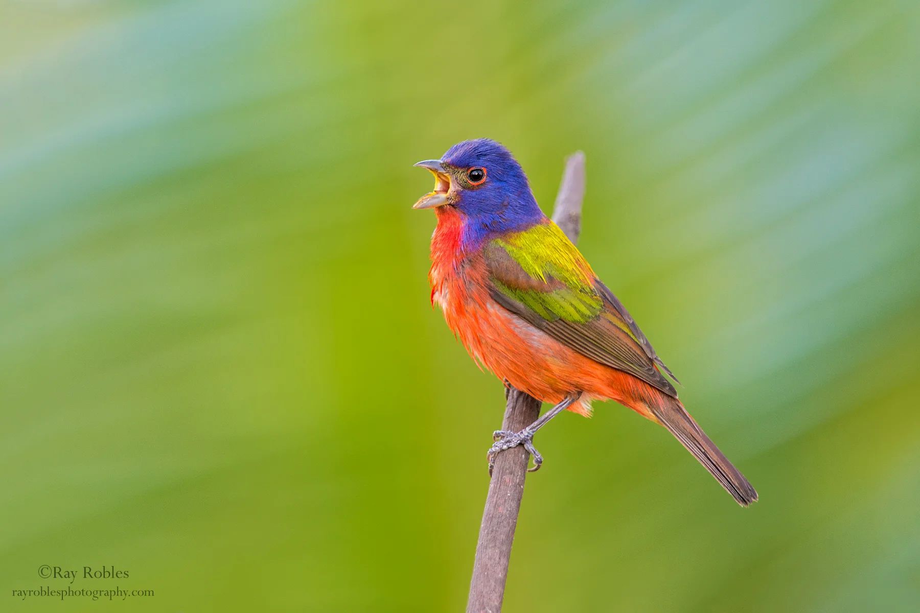 Painted Bunting (2).jpg