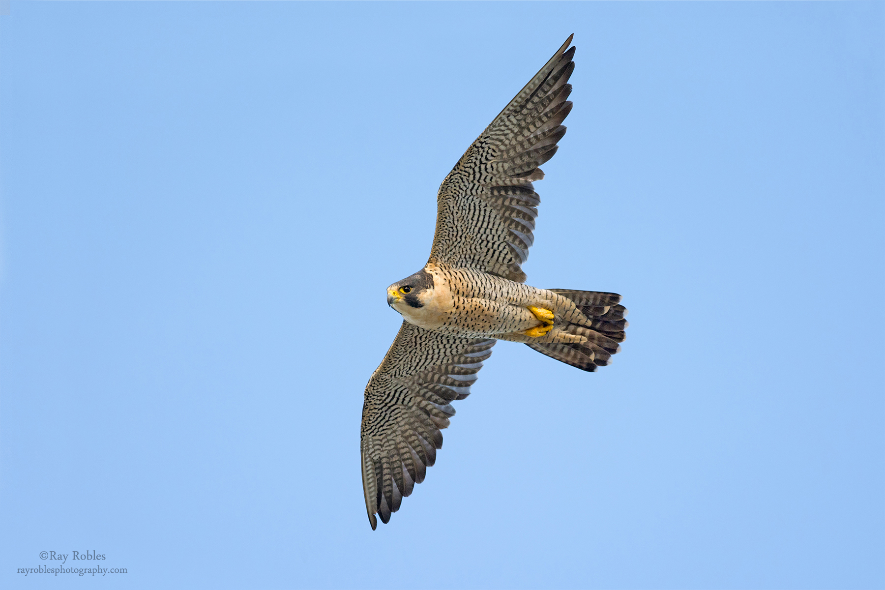 Peregrine Falcon (3).jpg