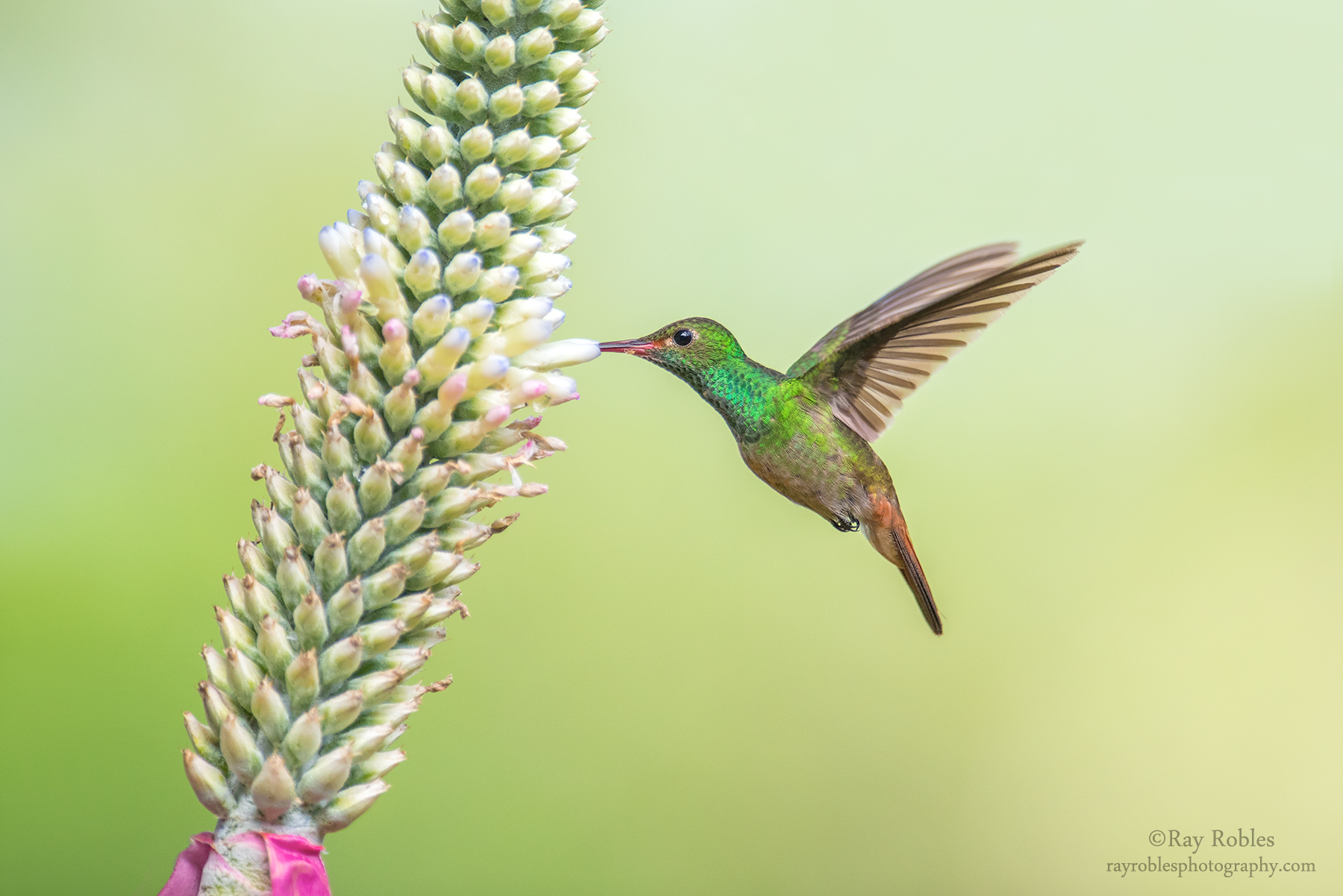 Rufous-tailed Hummingbird (3).jpg