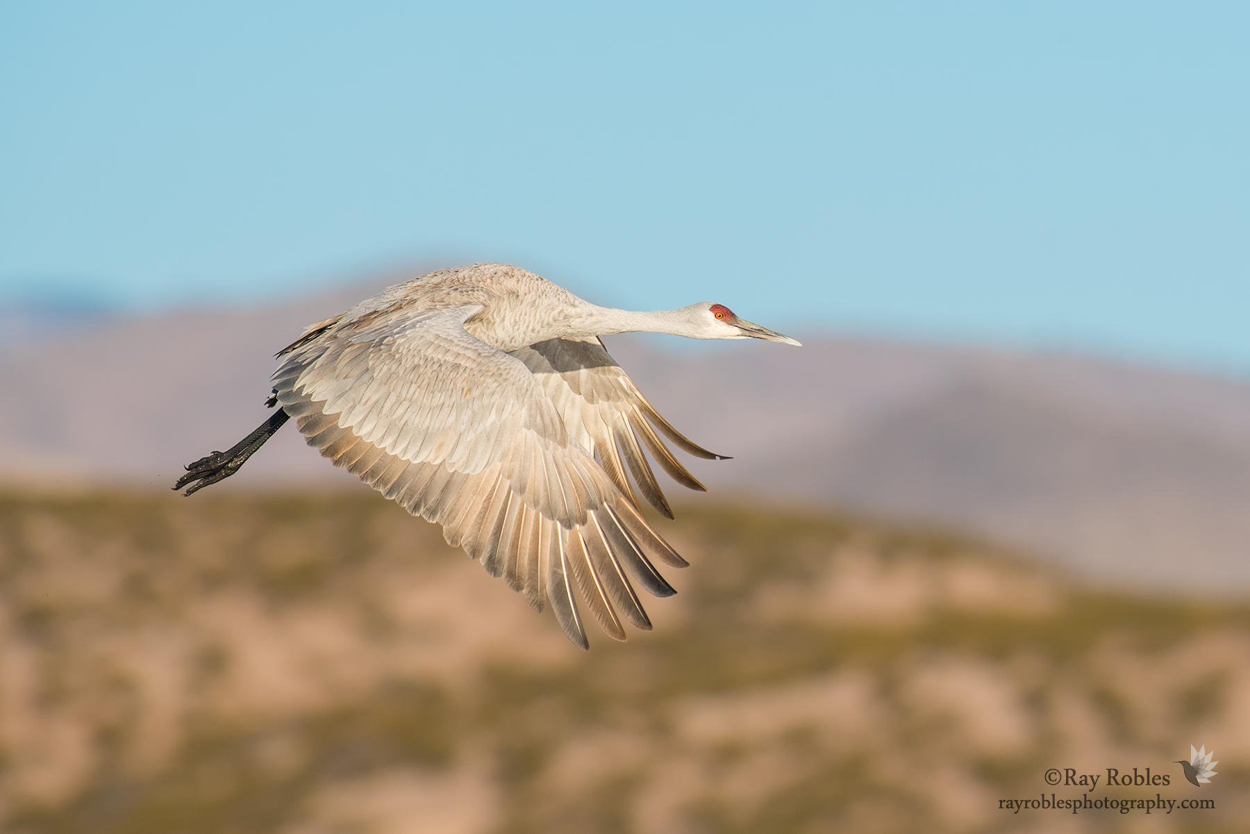 Sandhill Crane (18).jpg