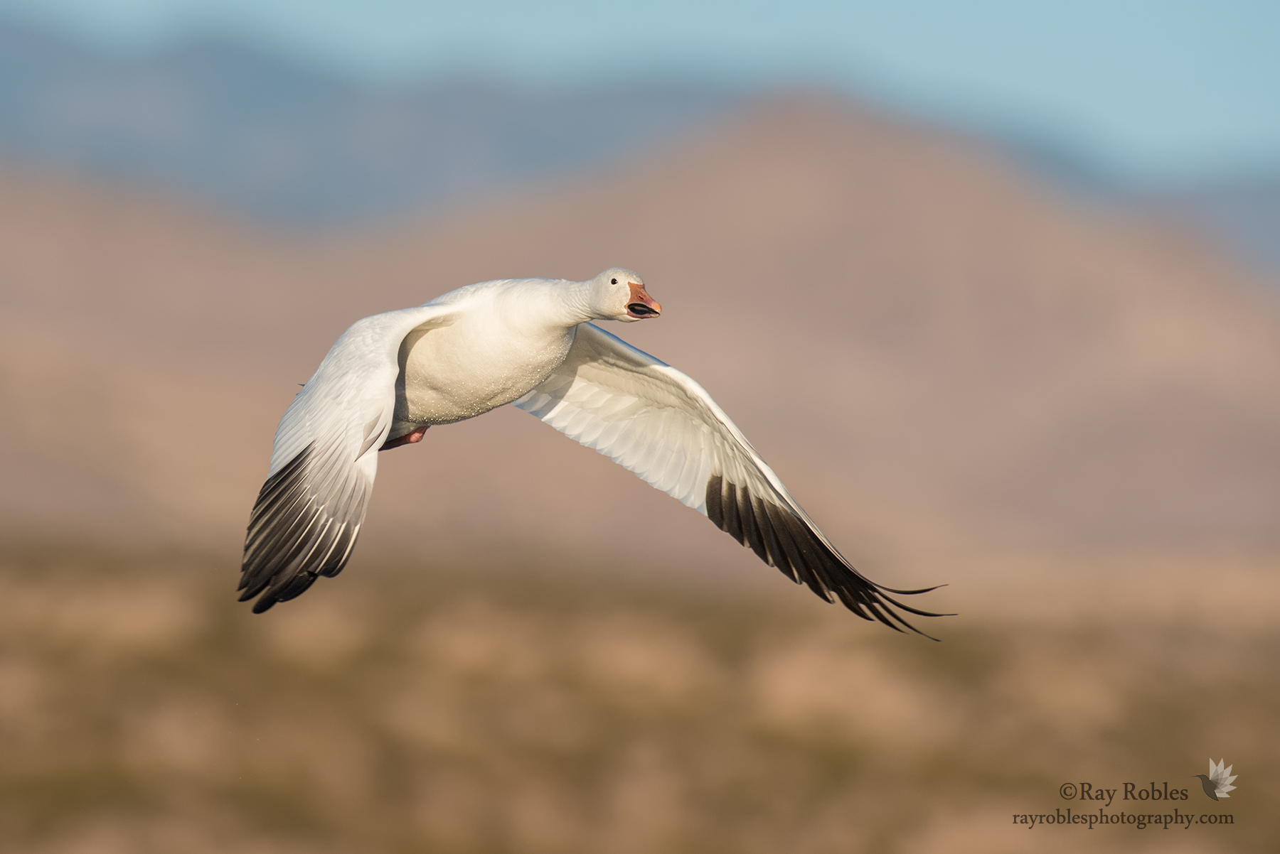 Snow Goose (15).jpg