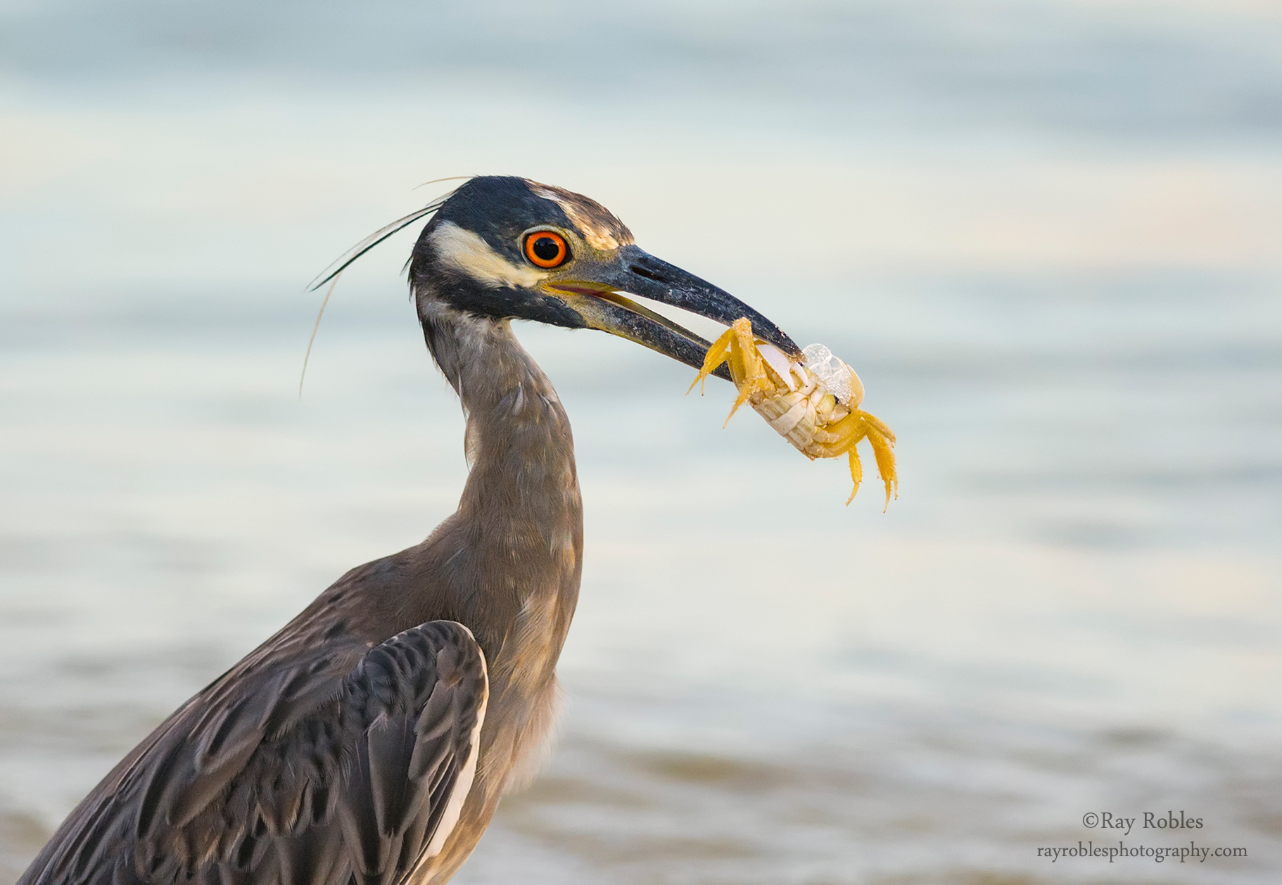 Yellow-Crowned Night Heron.jpg