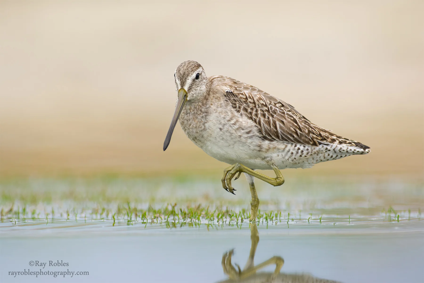 Short-billed Dowitcher.jpg