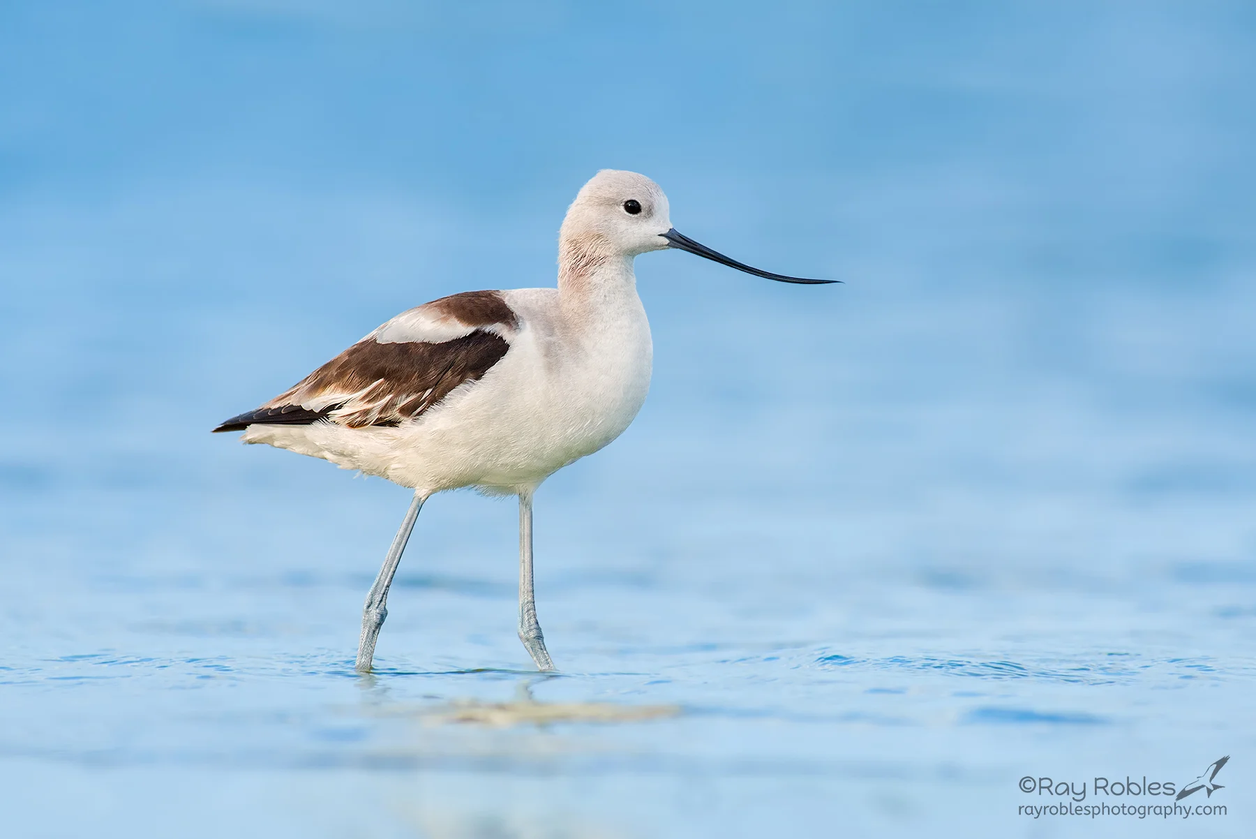 American Avocet
