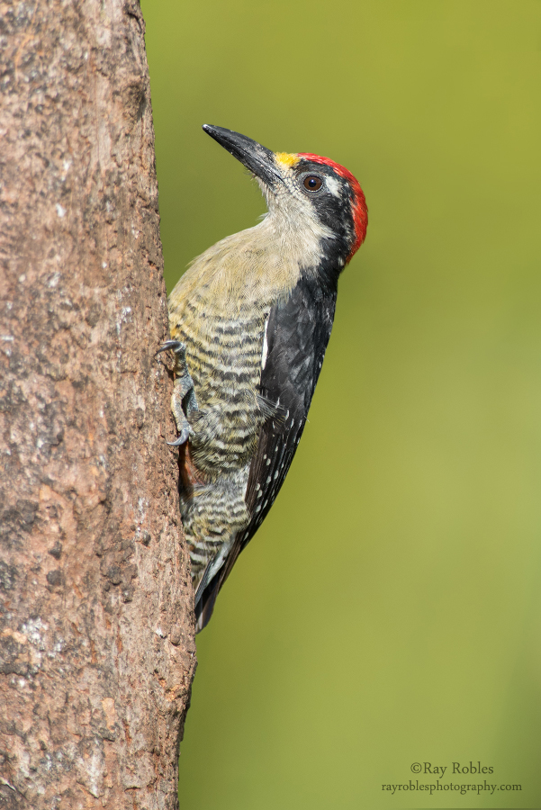 Black-cheeked Woodpecker