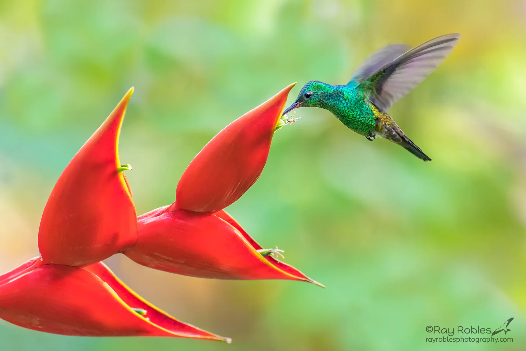 Copper-rumped Hummingbird