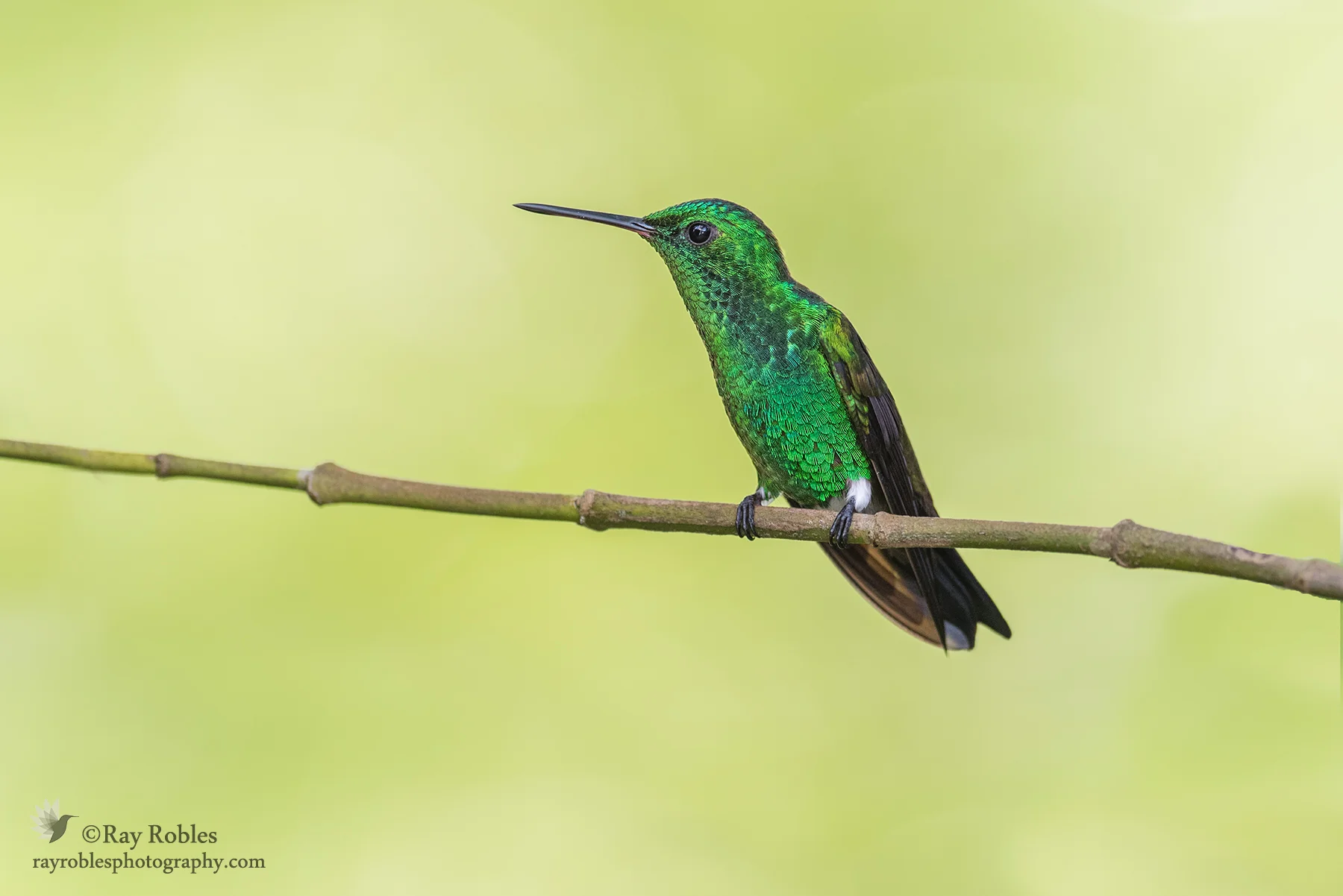 Copper-rumped Hummingbird