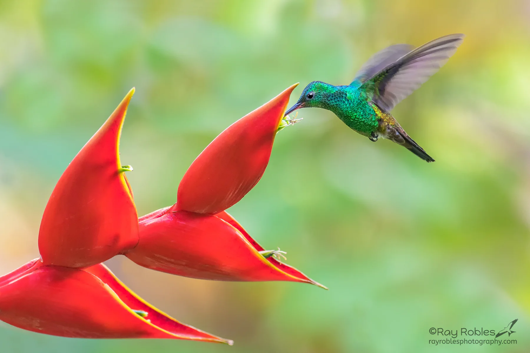 Copper-rumped Hummingbird