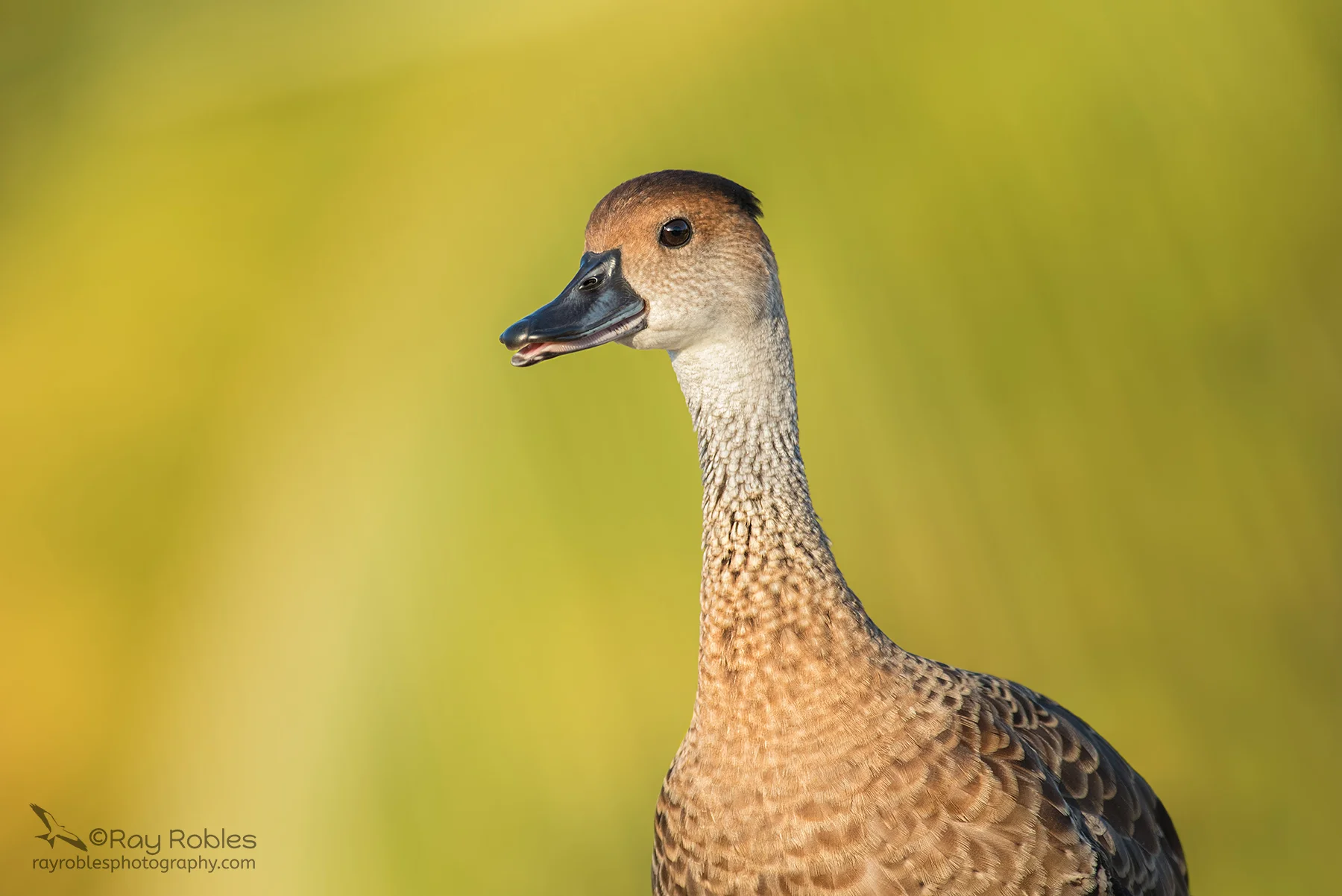 West Indian Whistling Duck