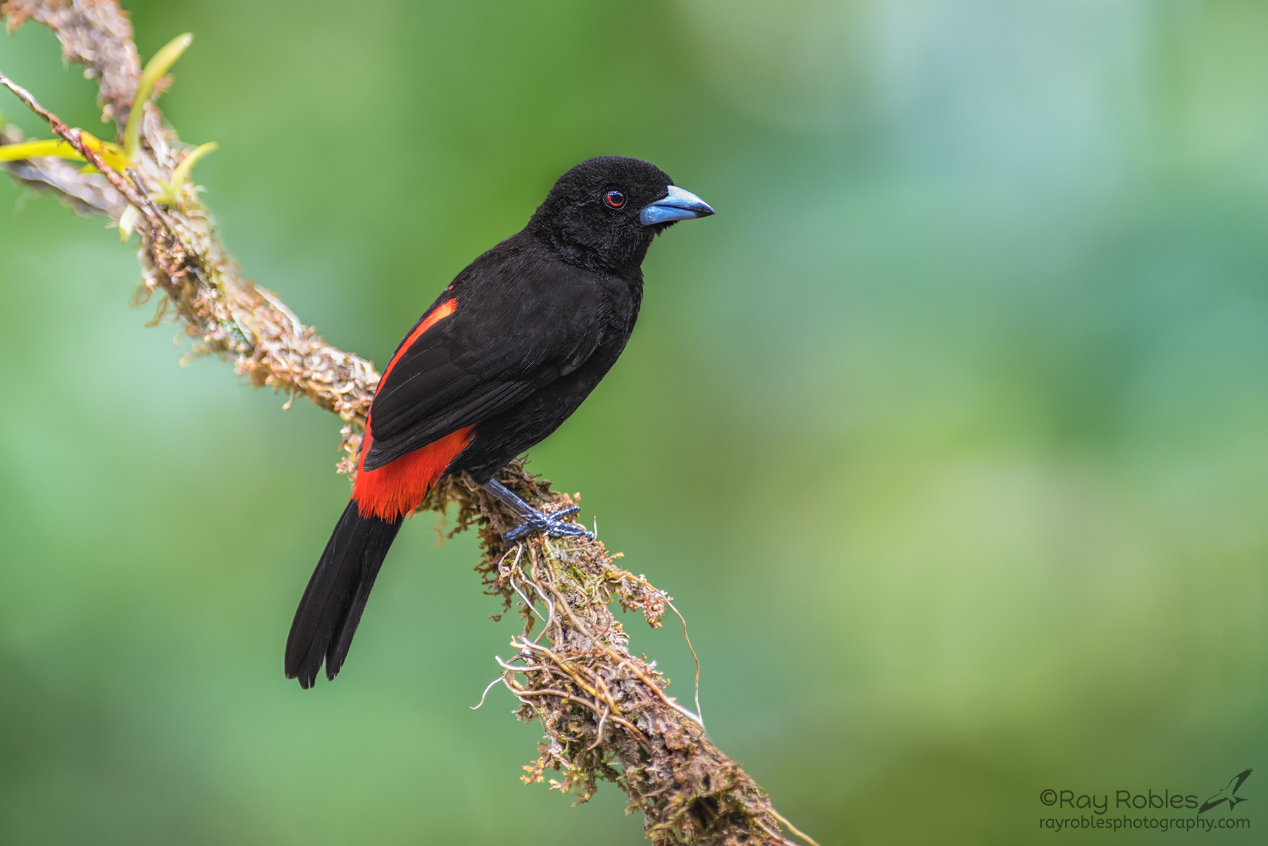 Scarlet-rumped Tanager