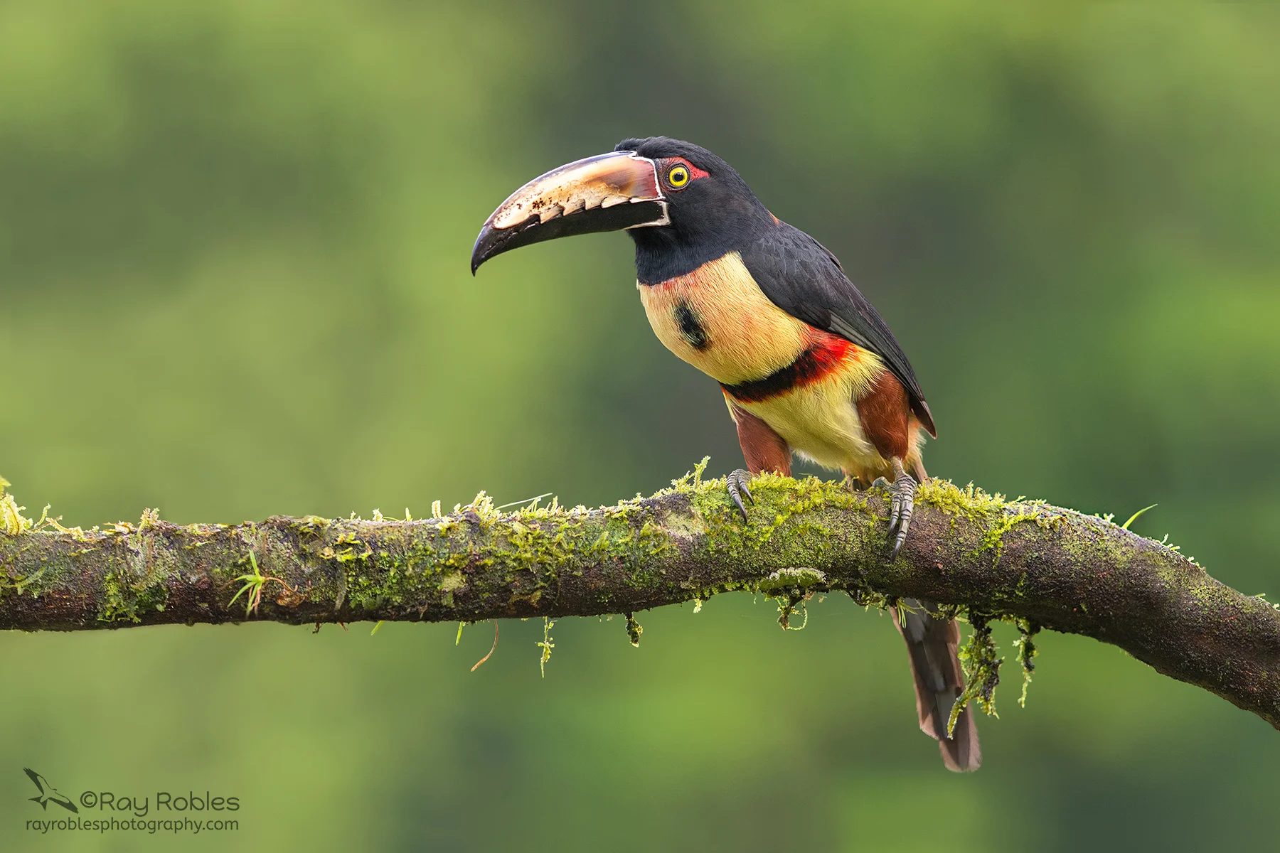 Collared Aracari