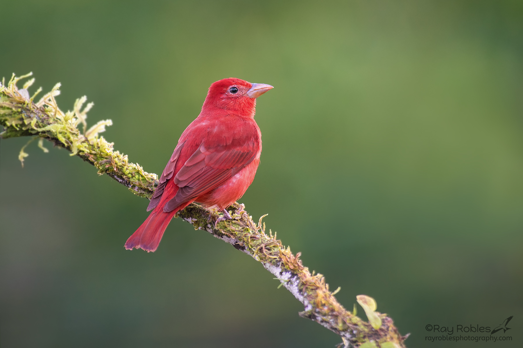 Summer Tanager