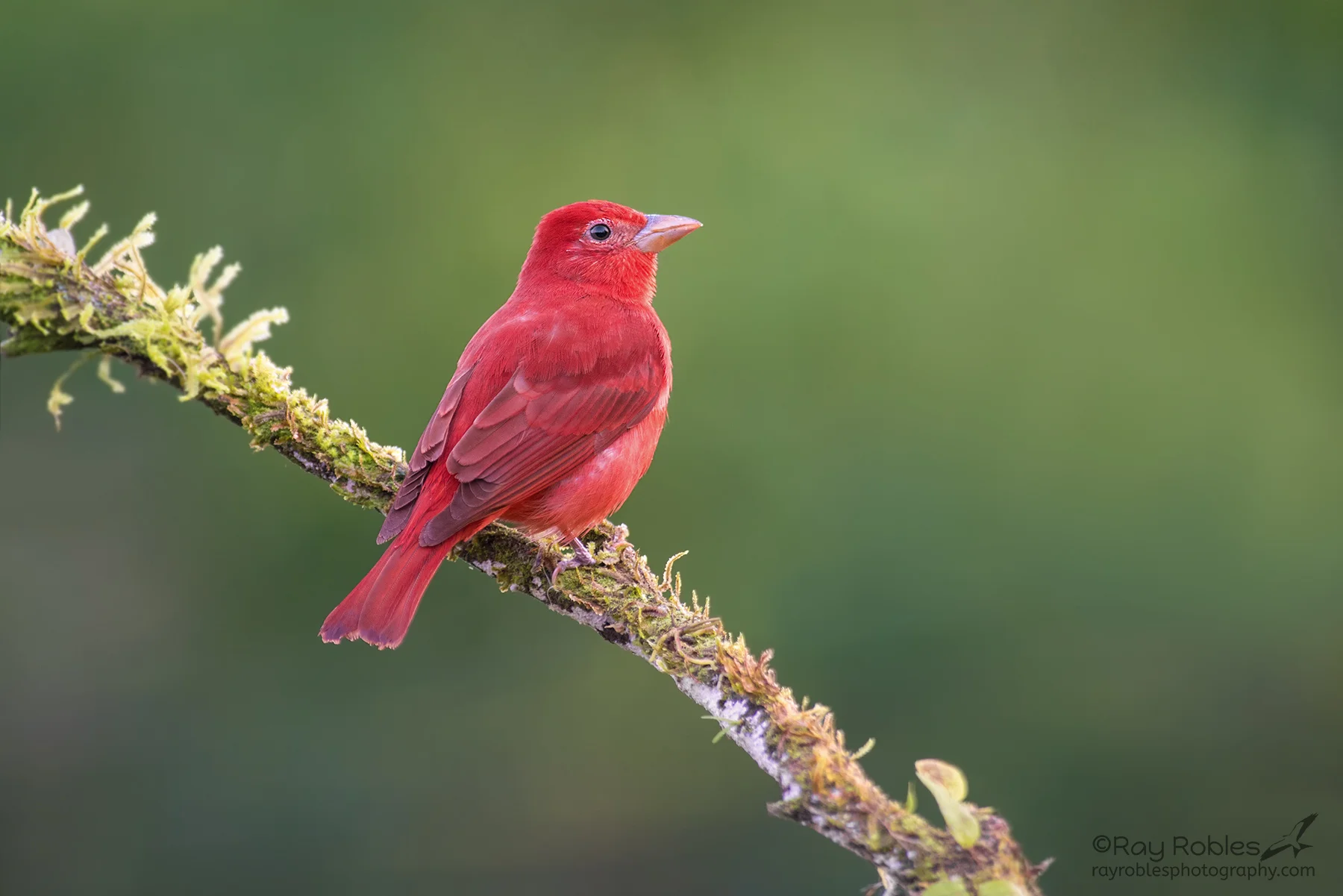 Summer Tanager
