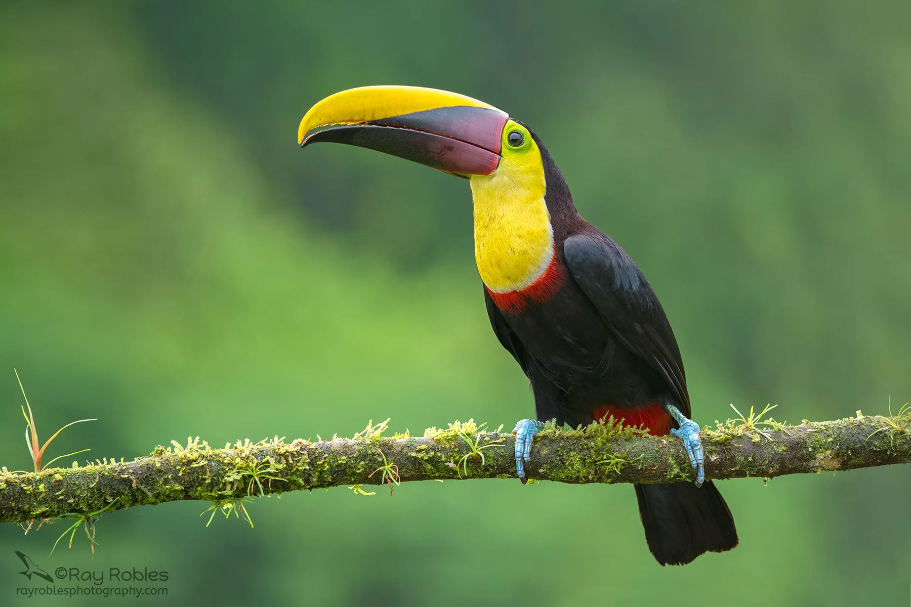 Black-mandibled Toucan