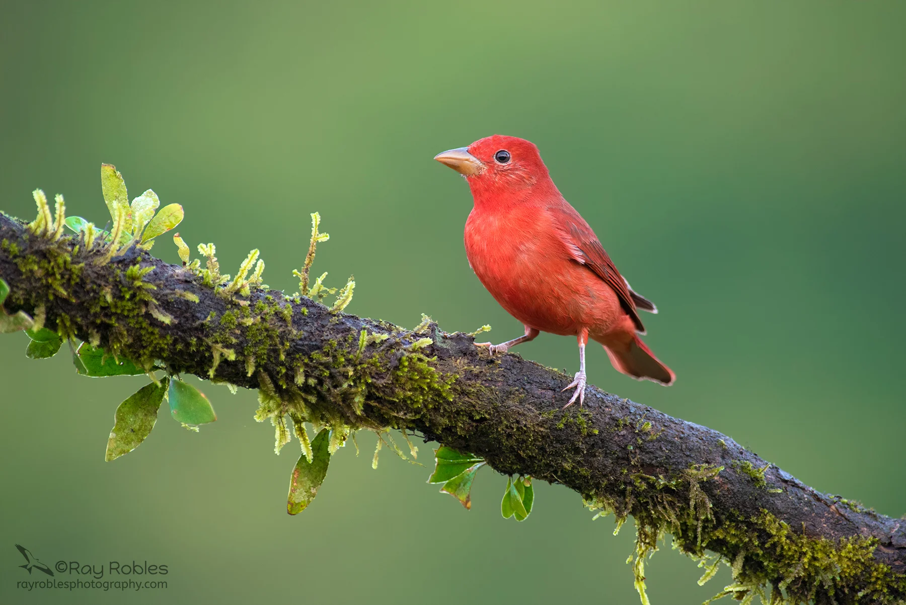 Summer Tanager