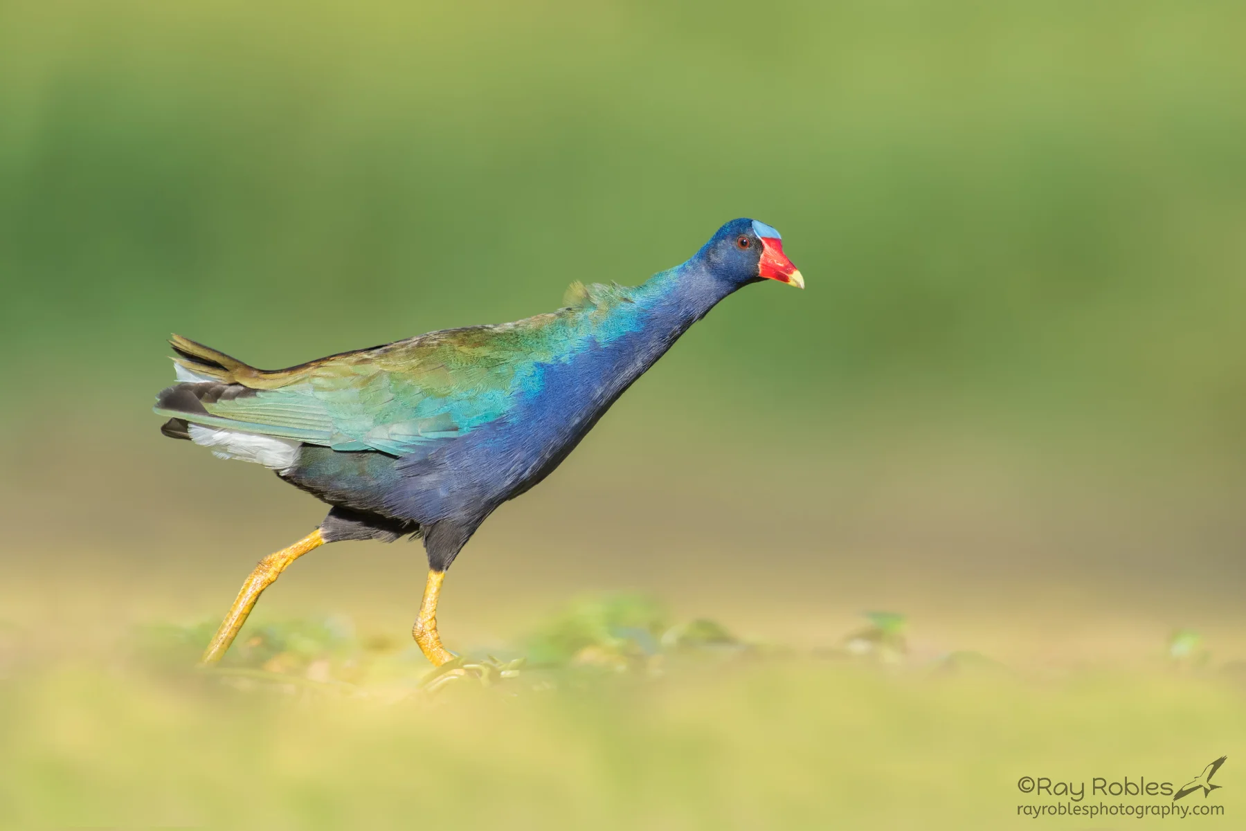 Purple Gallinule
