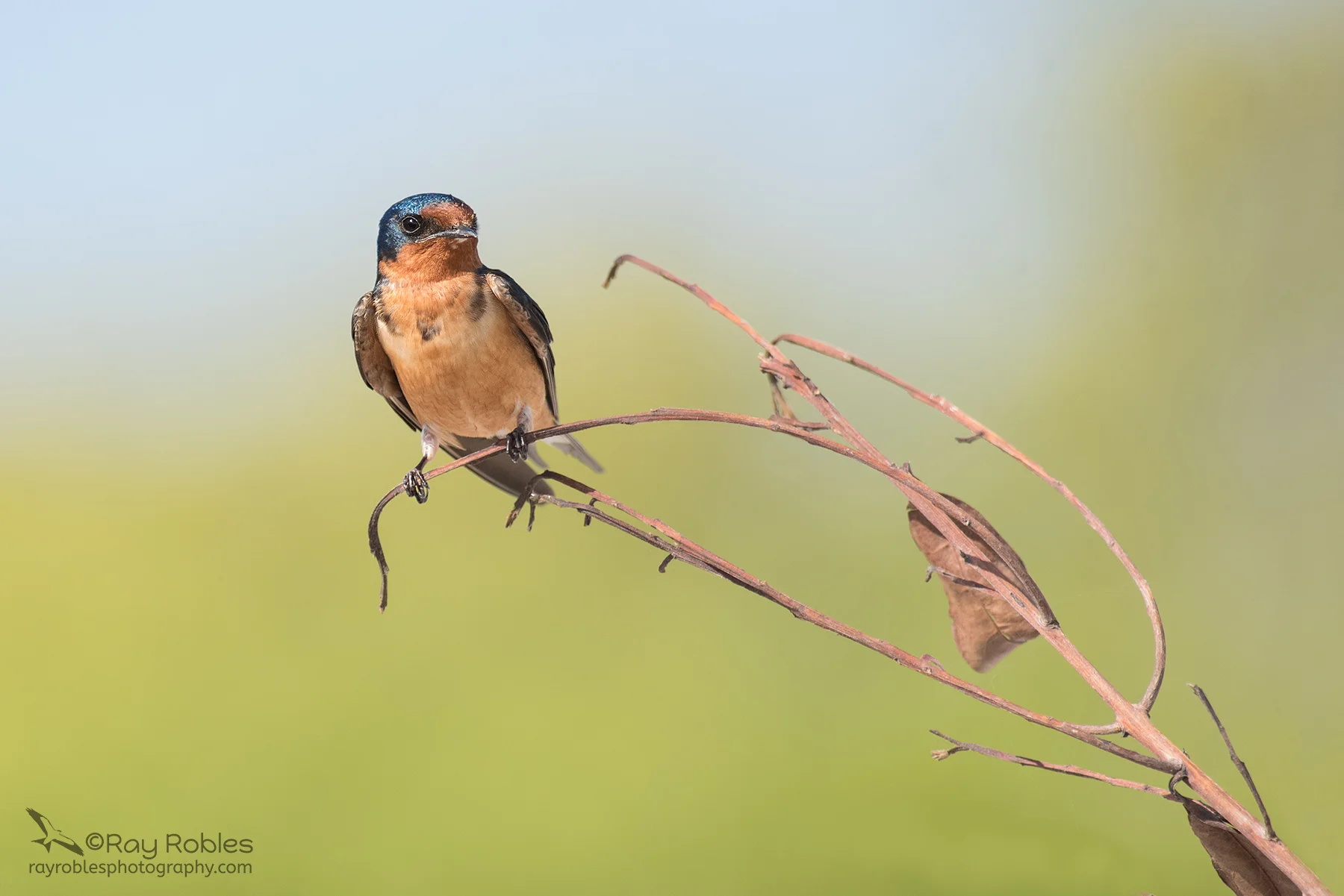 Barn Swallow