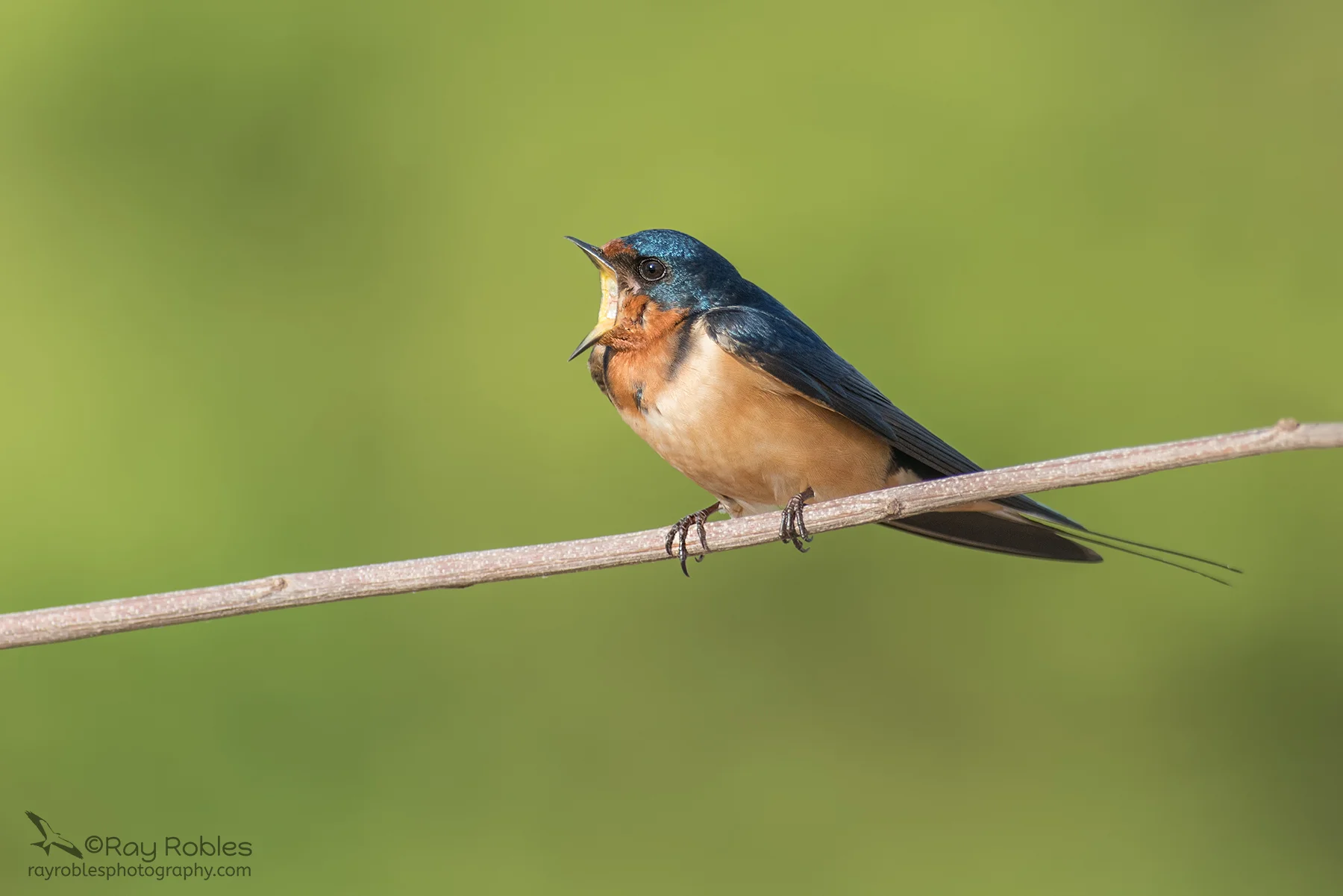 Barn Swallow