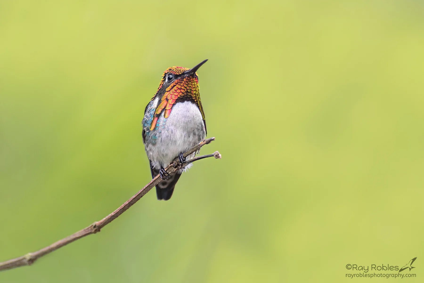 Bee Hummingbird