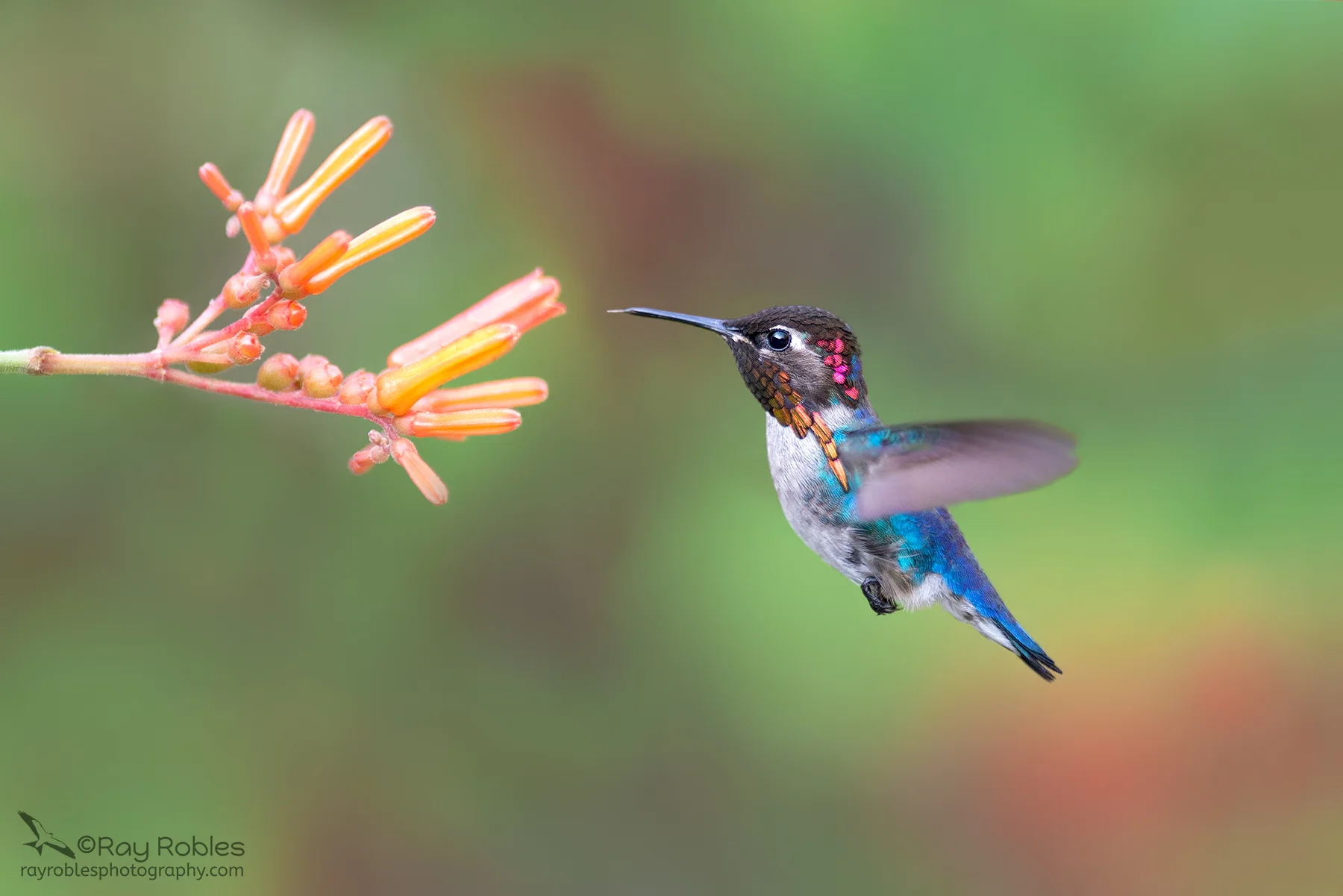 Bee Hummingbird