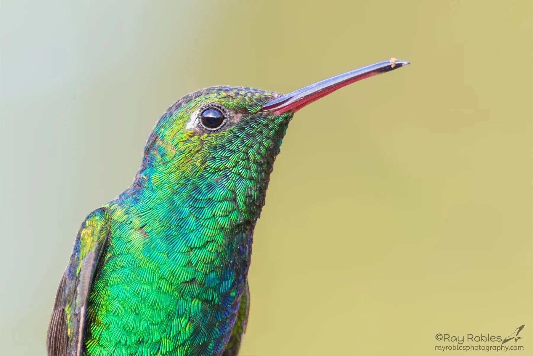 Cuban Emerald