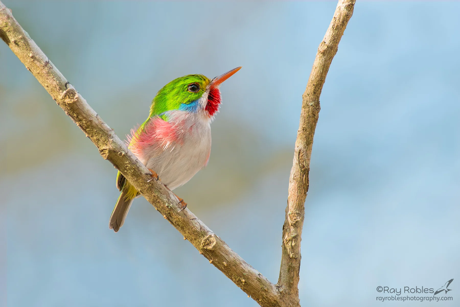 Cuban Tody