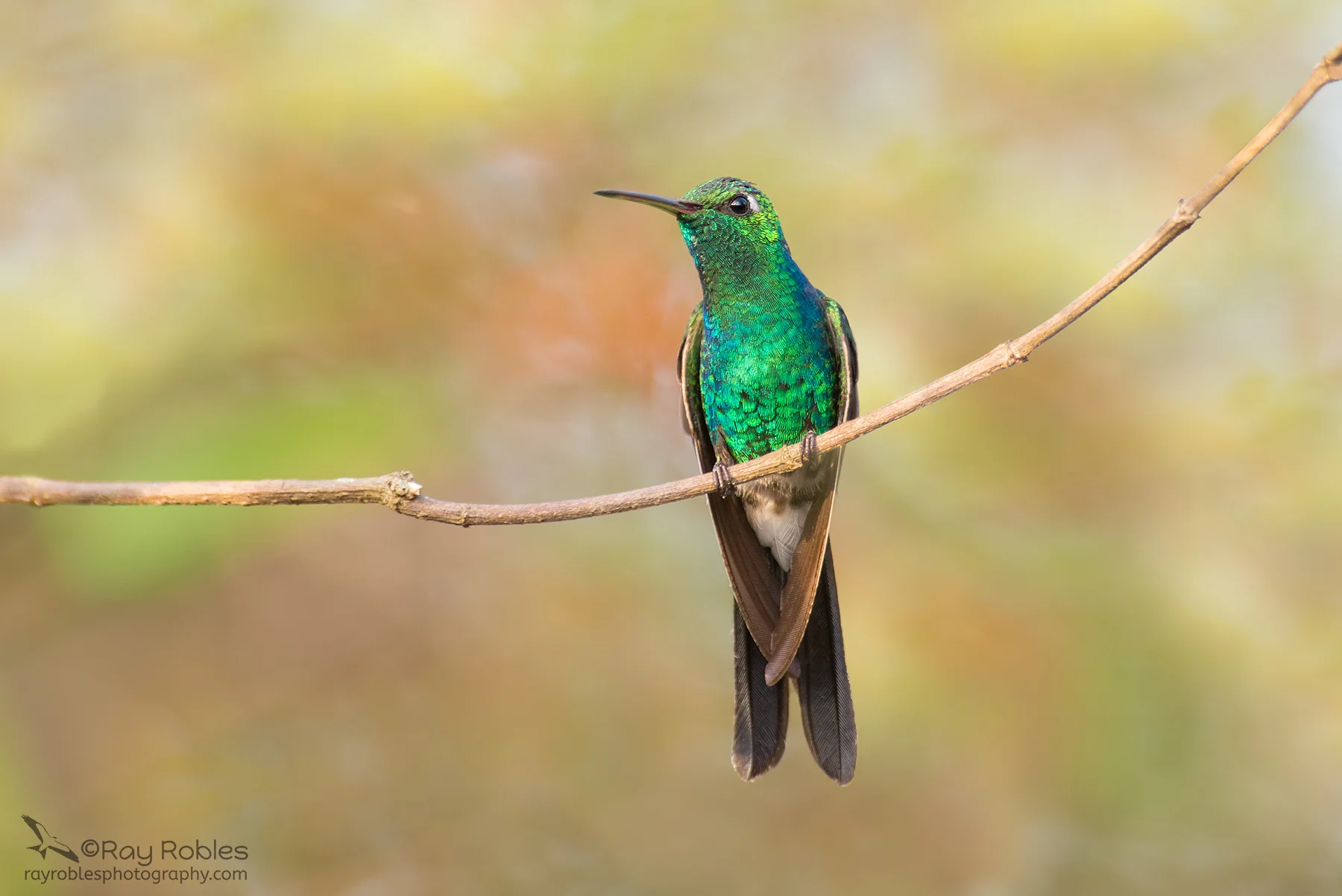 Cuban Emerald