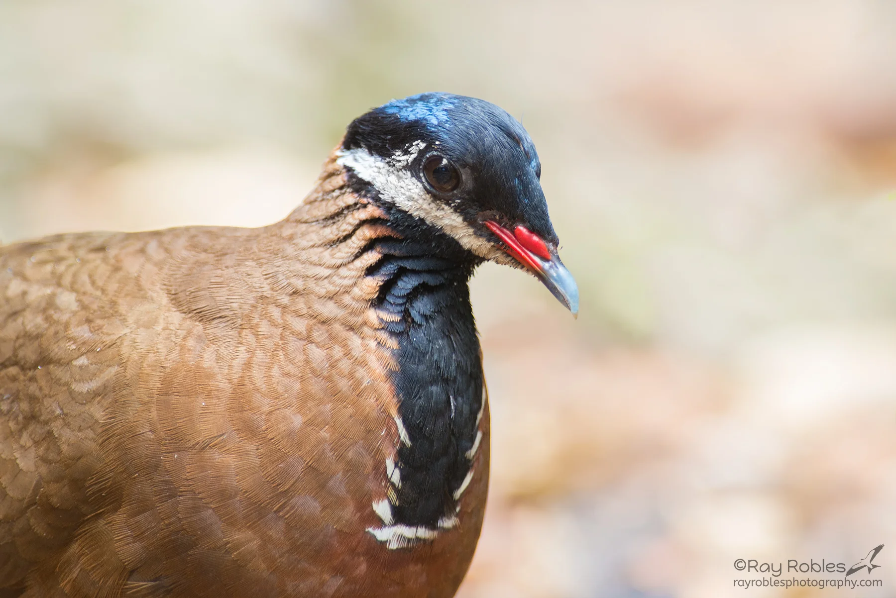 Blue-headed Quail Dove