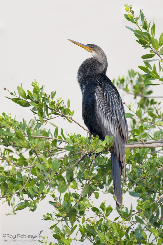 Anhinga