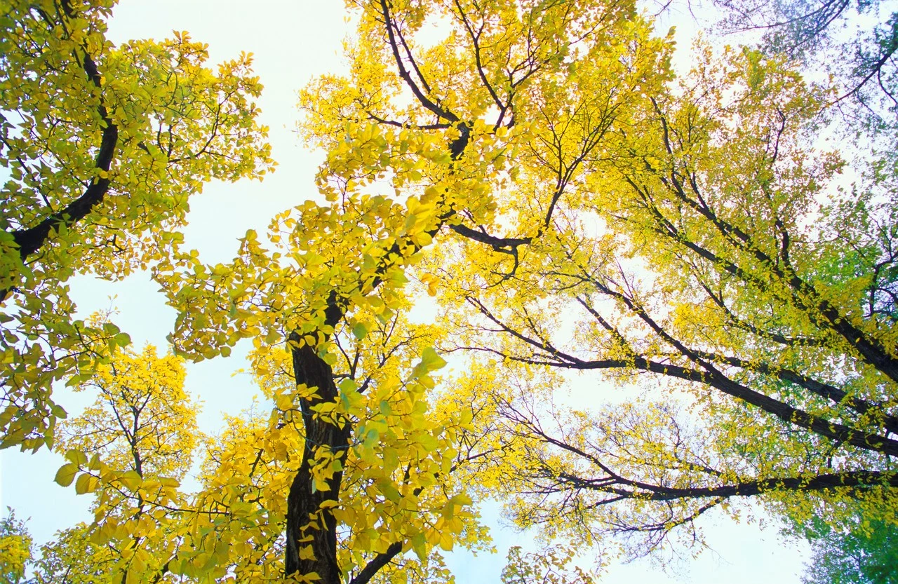 yellow leaf trees.jpg
