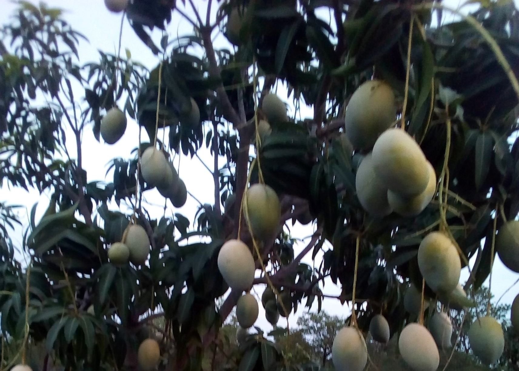 Nos manguiers.jpg