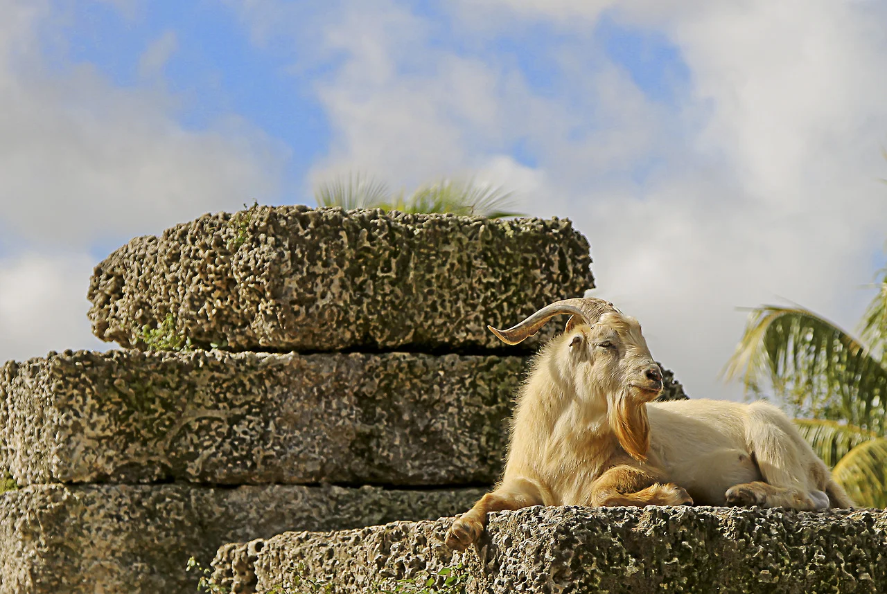 Oat McGoat