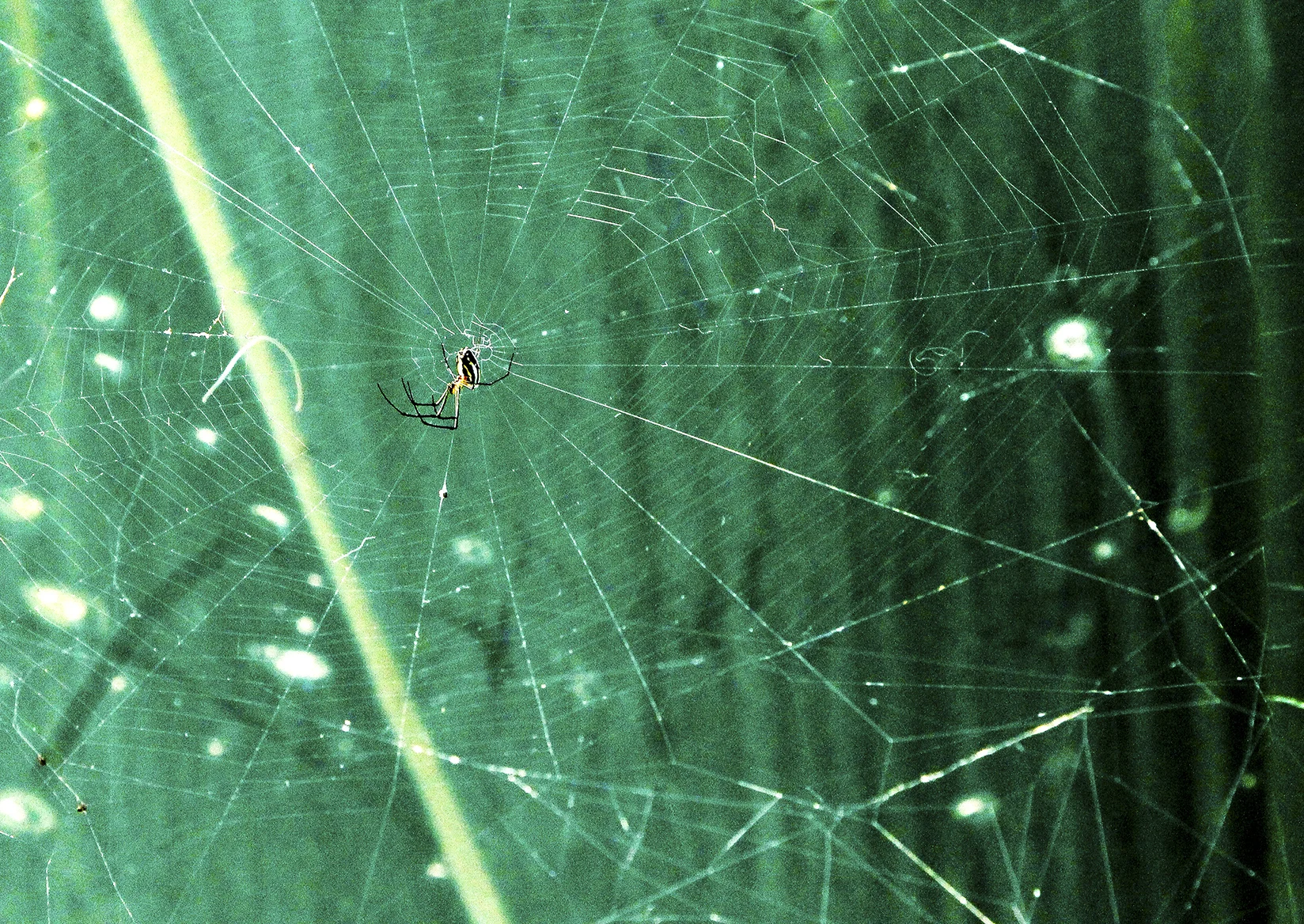 Spider Web