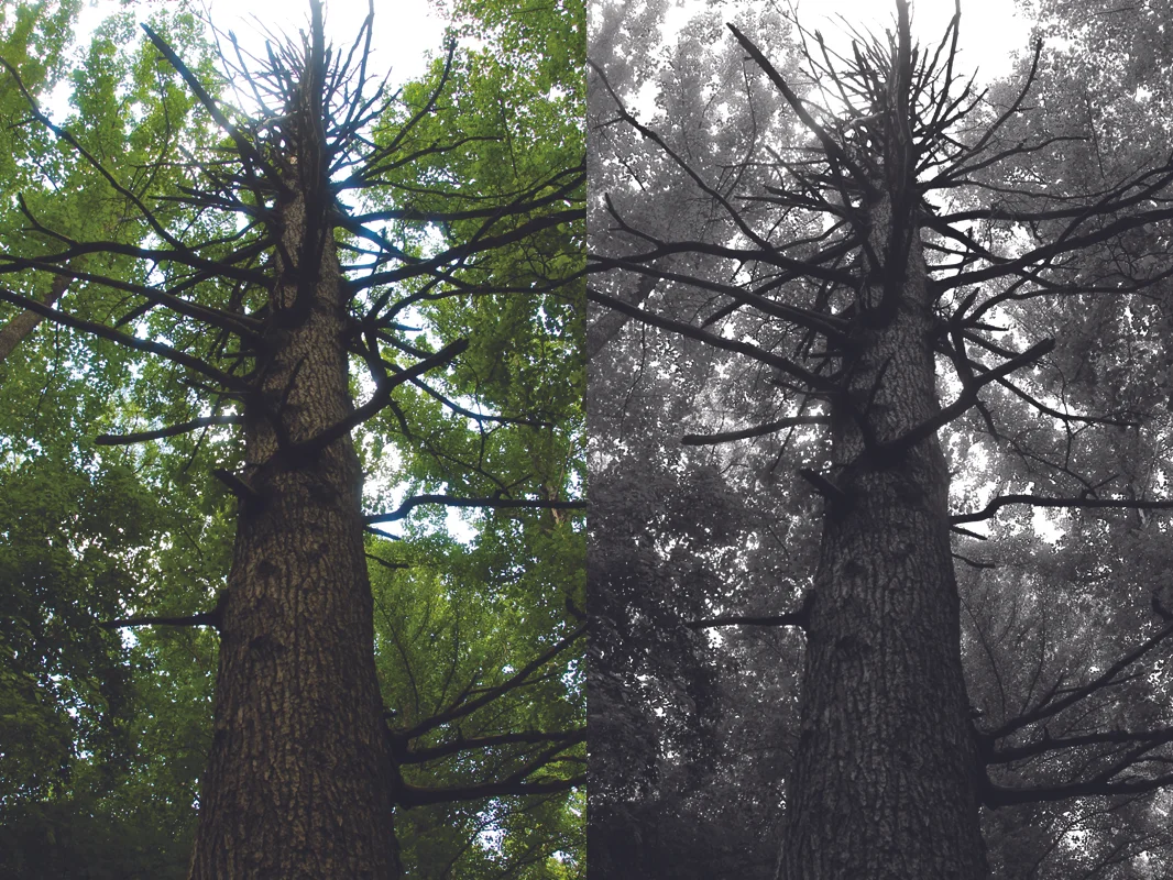 Trees
