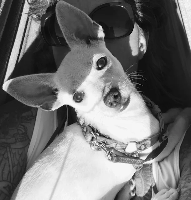 Tulip Title: Shop Dog, Lil' Couch Potato Education/ Experience: I was born to nap and keep everyone in line. Hobbies: Napping and greeting Best way to spend a Sunday: Napping with my mom in the hammock in the sun or even better on the couch Favorite Possession: My toy Monkey Movie Character: Bolt, Beethoven 4 legged Friend: I am the 4 legged friend