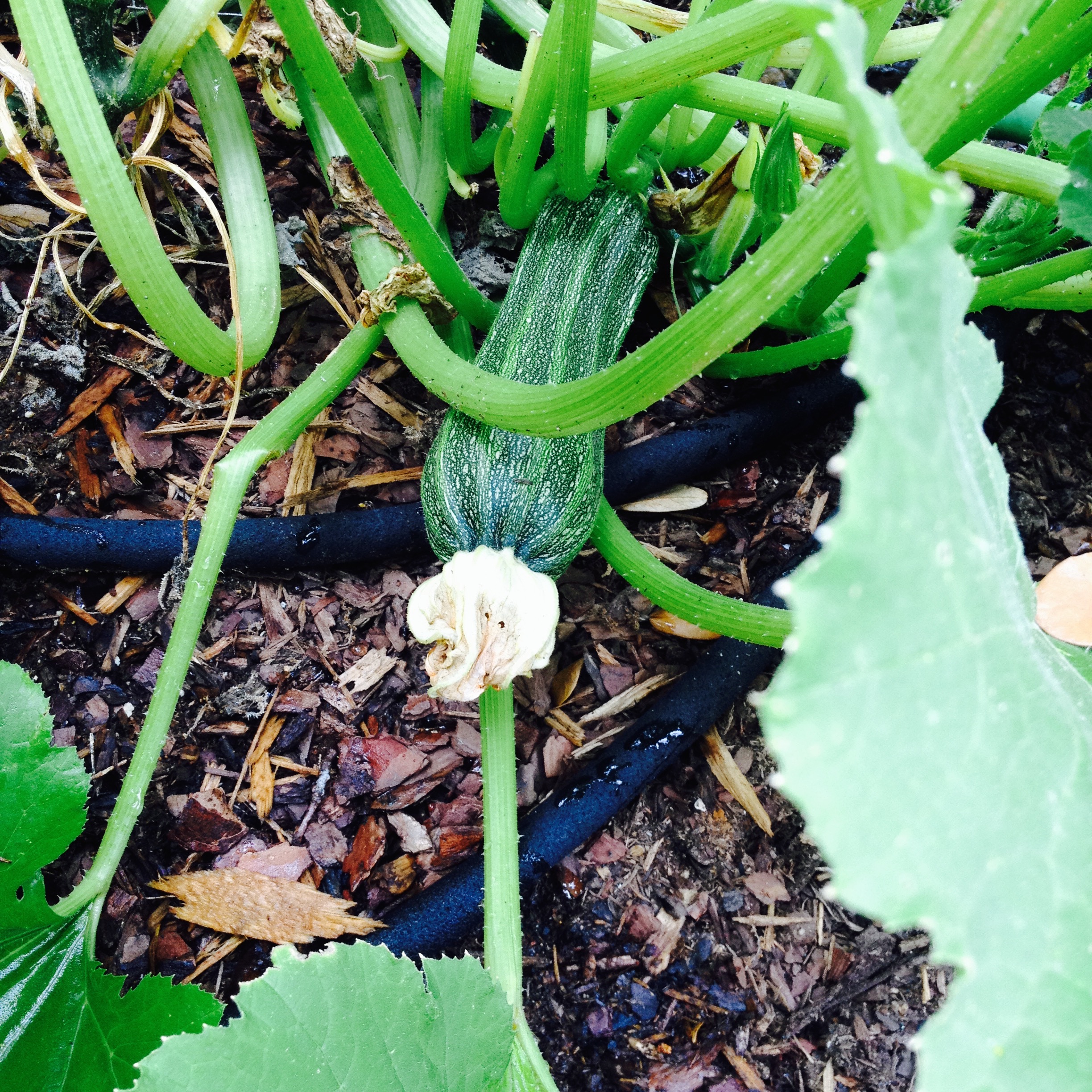 And the zucchini were nice...