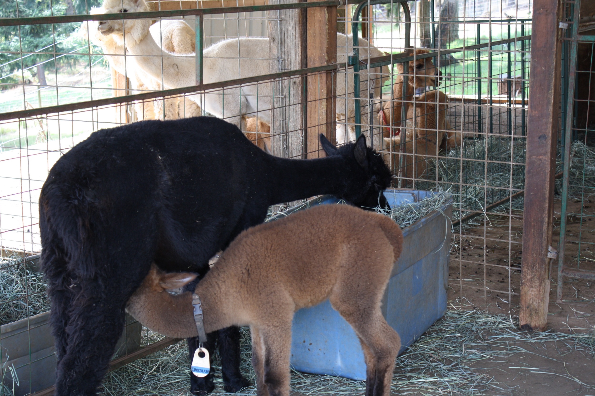 Lunchtime for all!