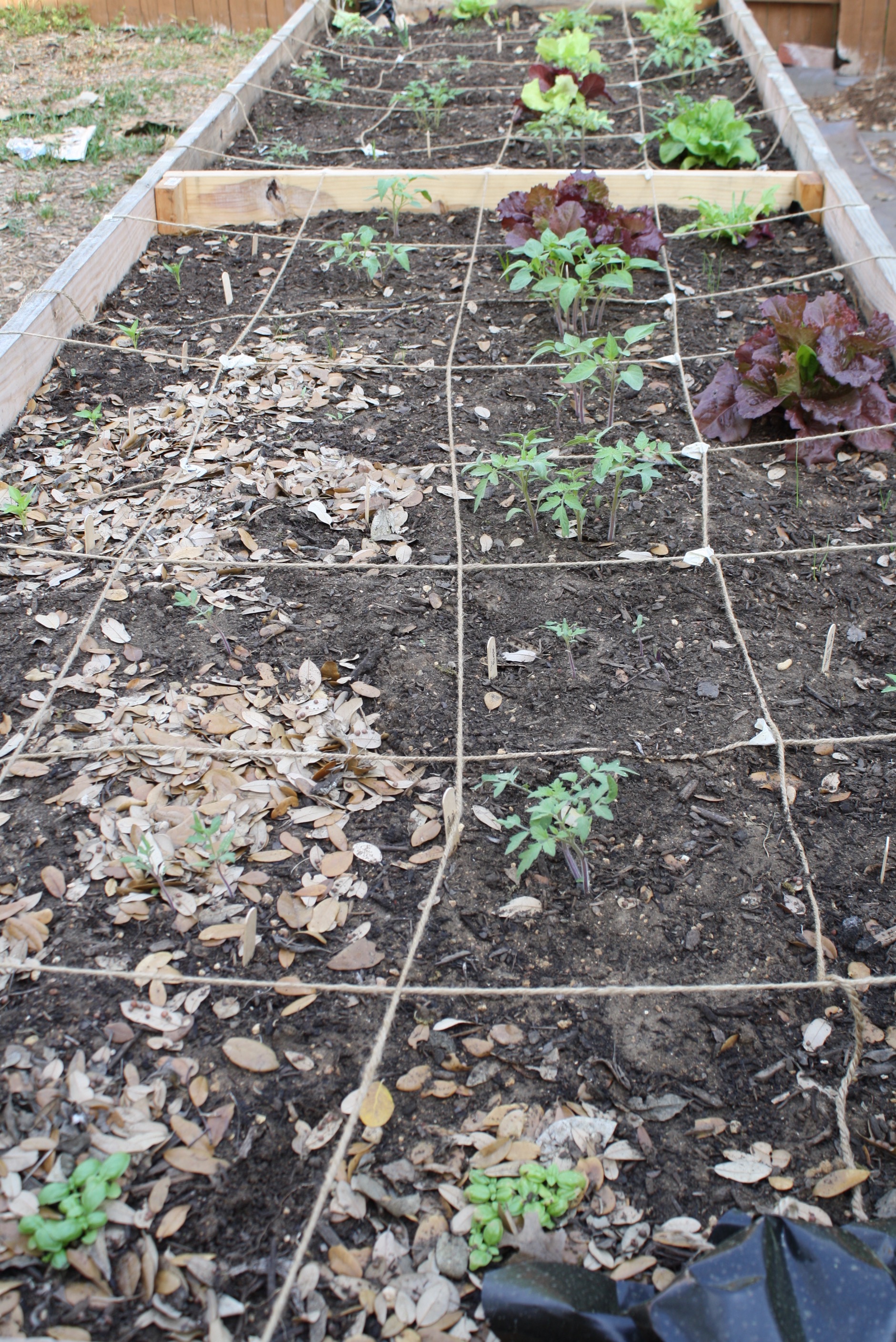 Getting spring tomatoes in