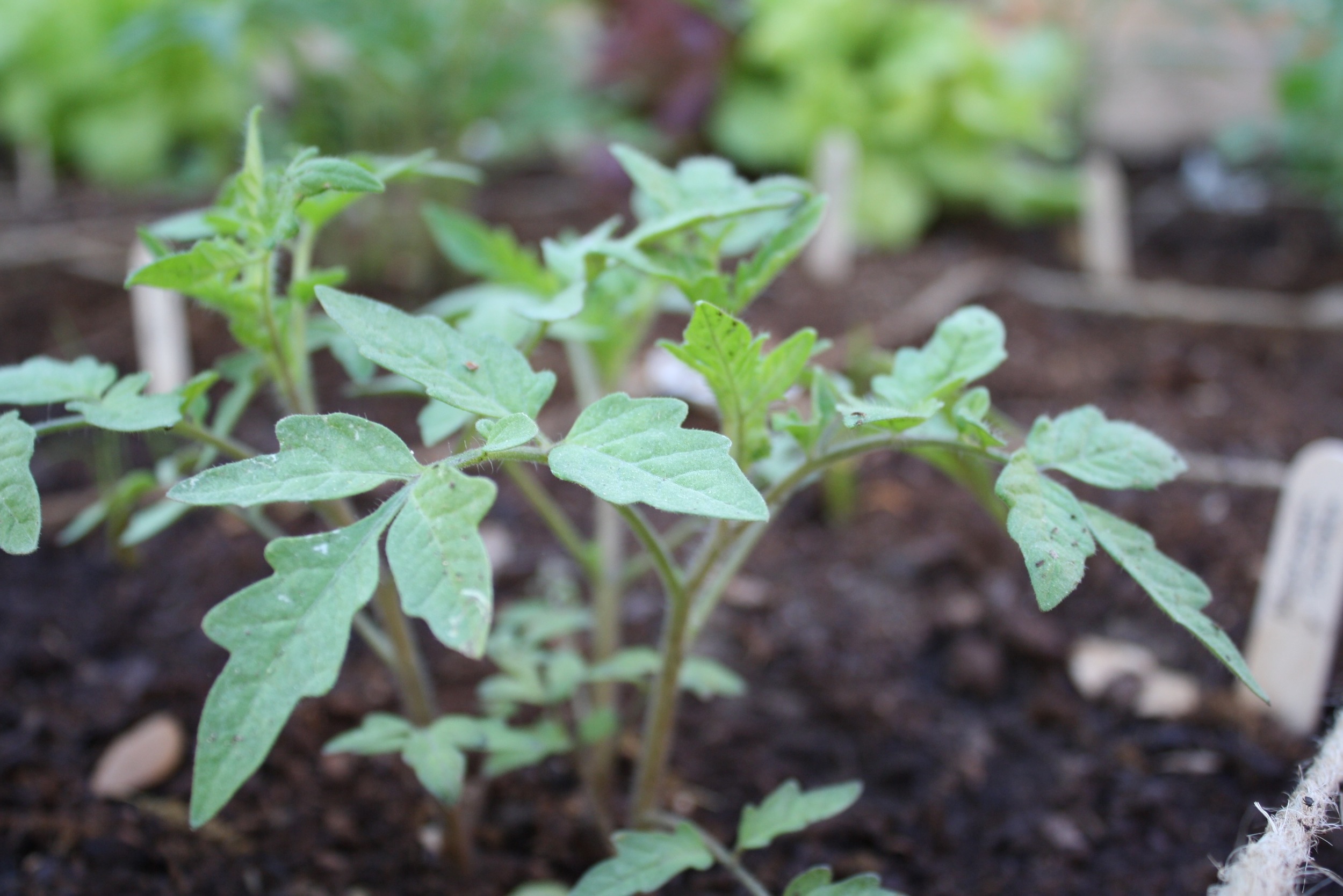 Tomatoes in April